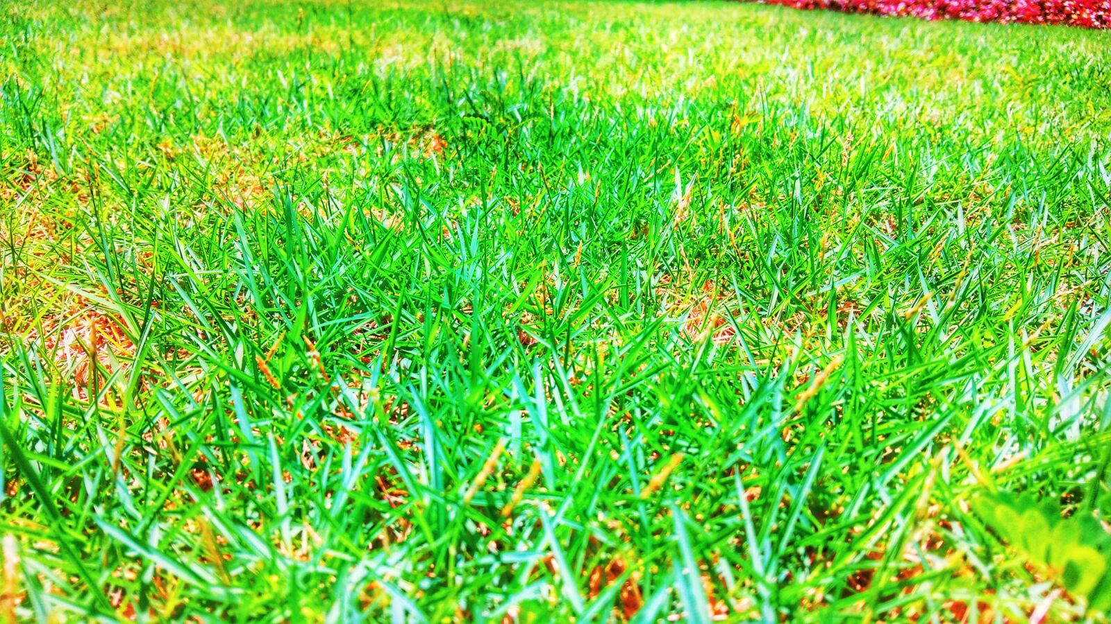 vivo 1724 sample photo. Grass, natural grass, grass photography