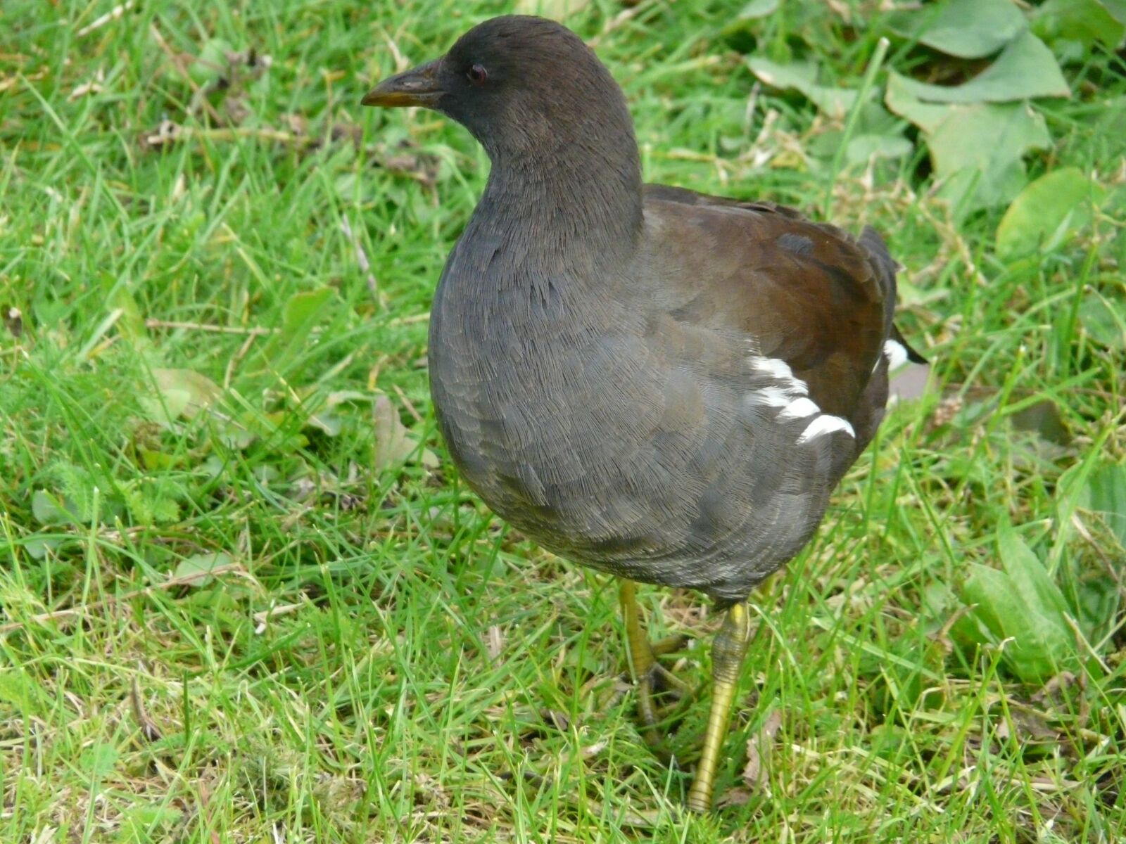 Panasonic DMC-FZ18 sample photo. Young bird, moorhen, water photography