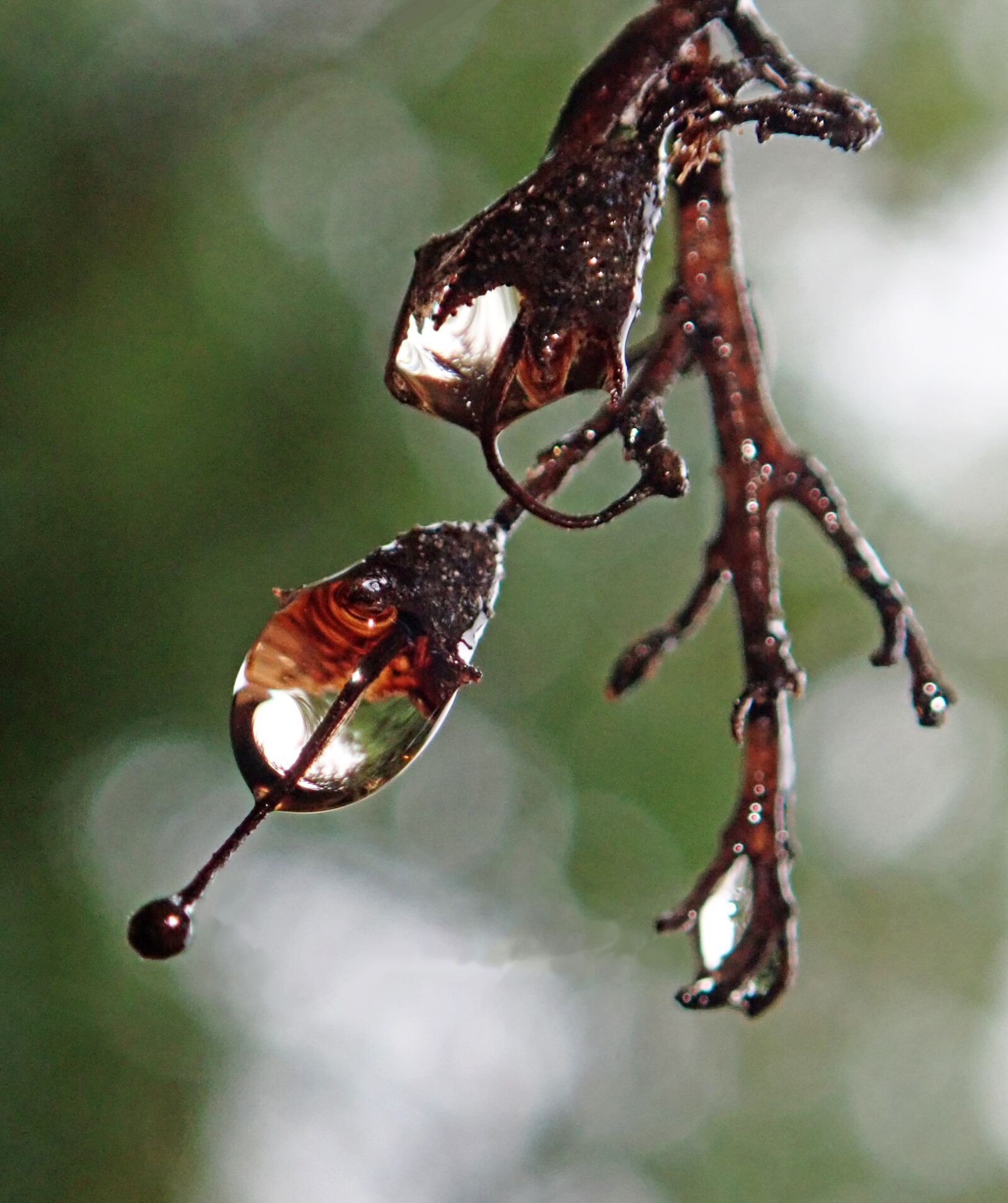 Olympus TG-5 sample photo. Water, drops, refraction tree photography