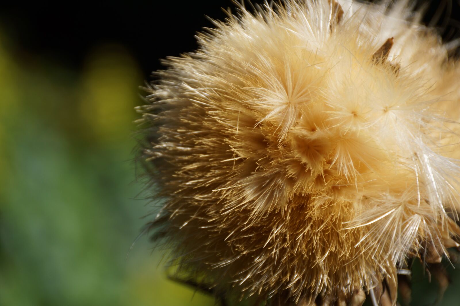 Sony DT 18-250mm F3.5-6.3 sample photo. Soft, fluffy, nature photography