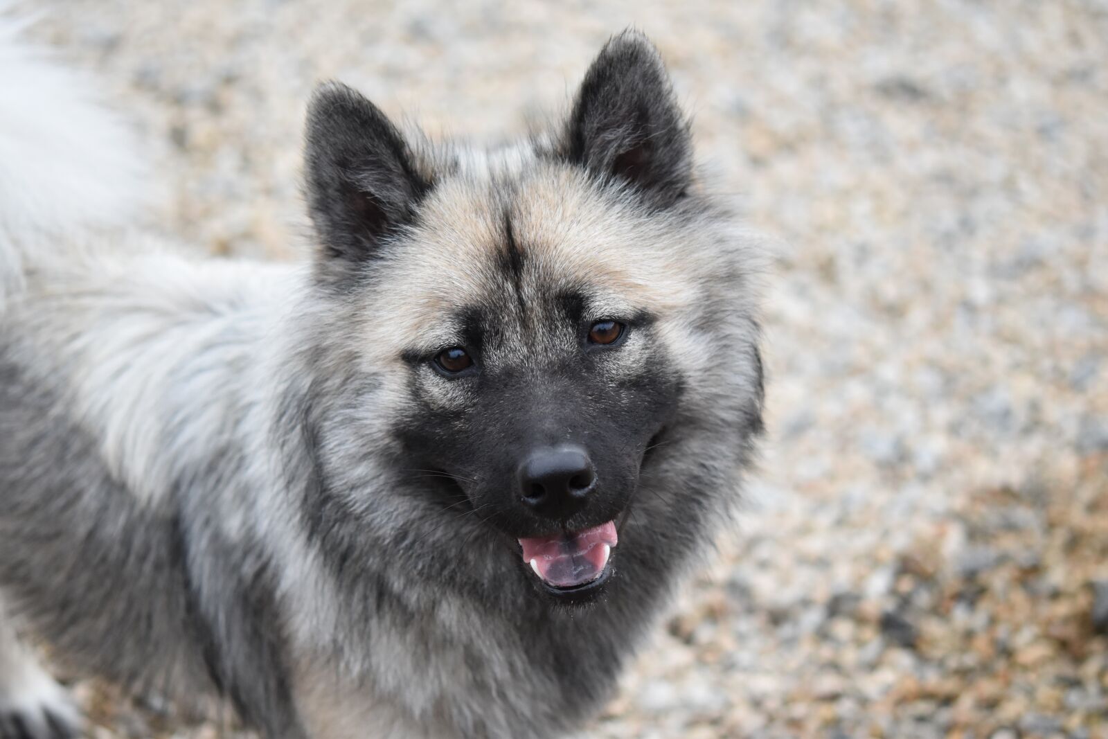 Nikon D5600 sample photo. Dog, dog eurasier, bitch photography