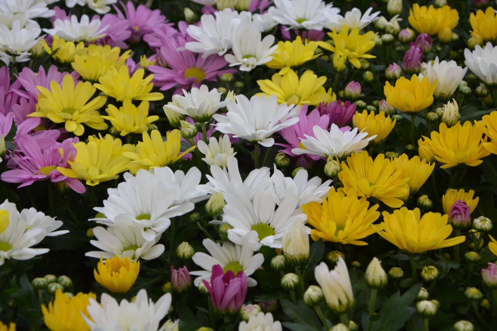 Nikon D5200 sample photo. Yellow flowers roses, white photography