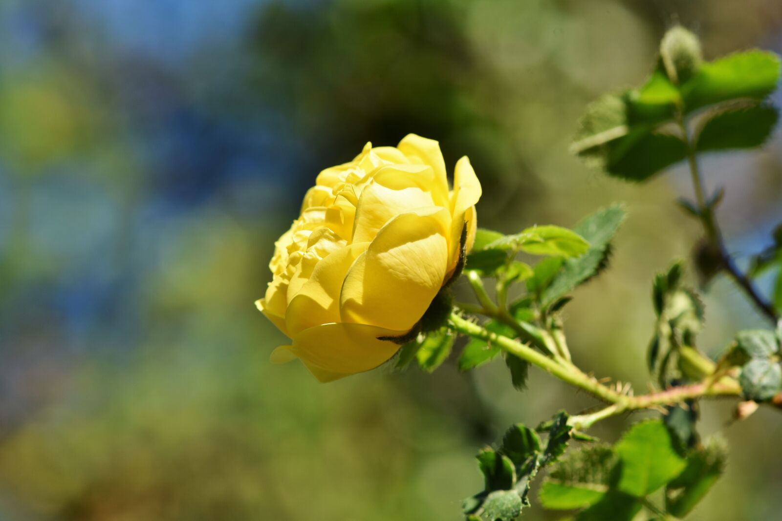 Nikon D7200 sample photo. Rose, yellow rose, rose photography