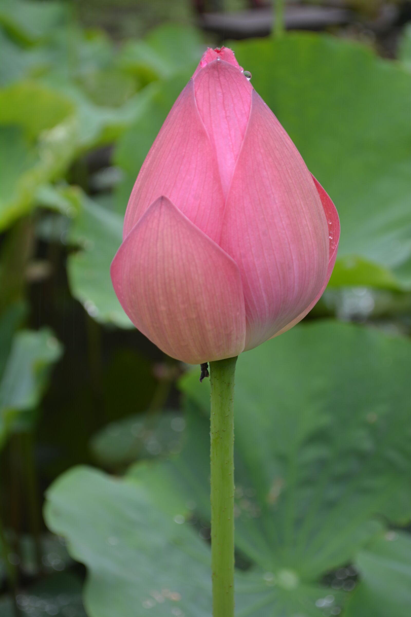 Nikon D5200 sample photo. Flower, plant, lotus photography