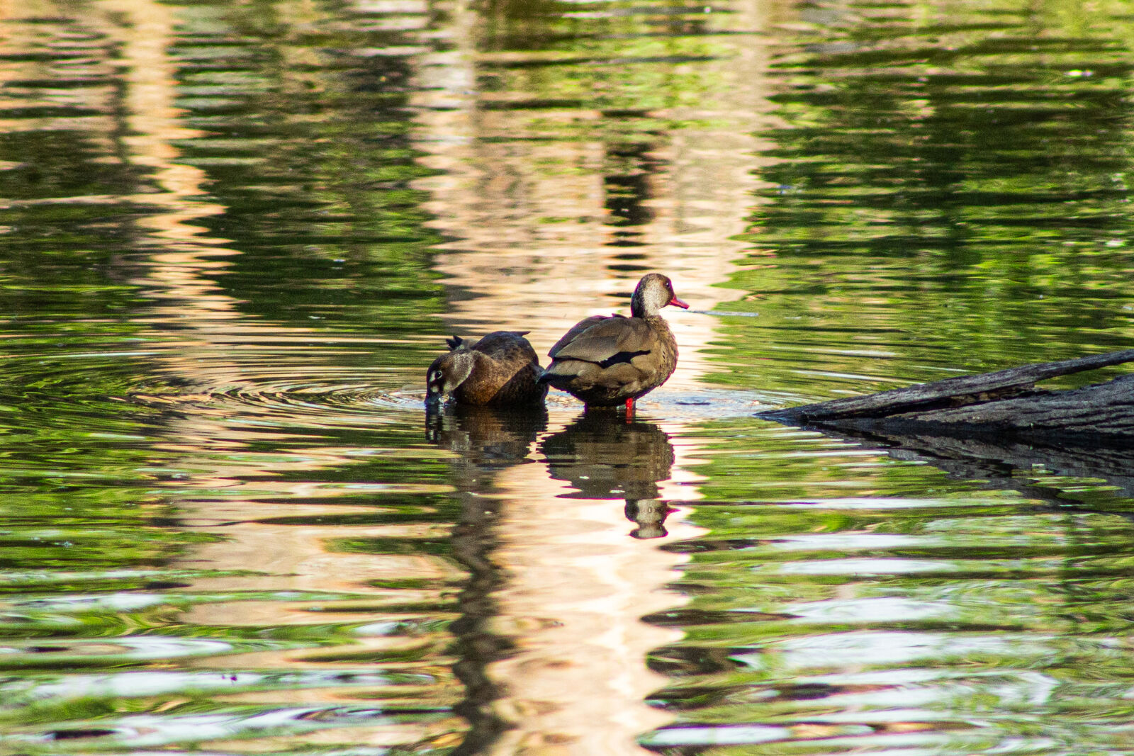 Canon EF 75-300mm f/4-5.6 sample photo