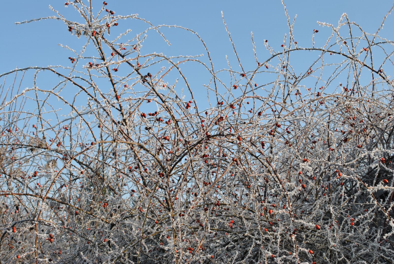 Nikon D3000 sample photo. Winter, frost, wood photography