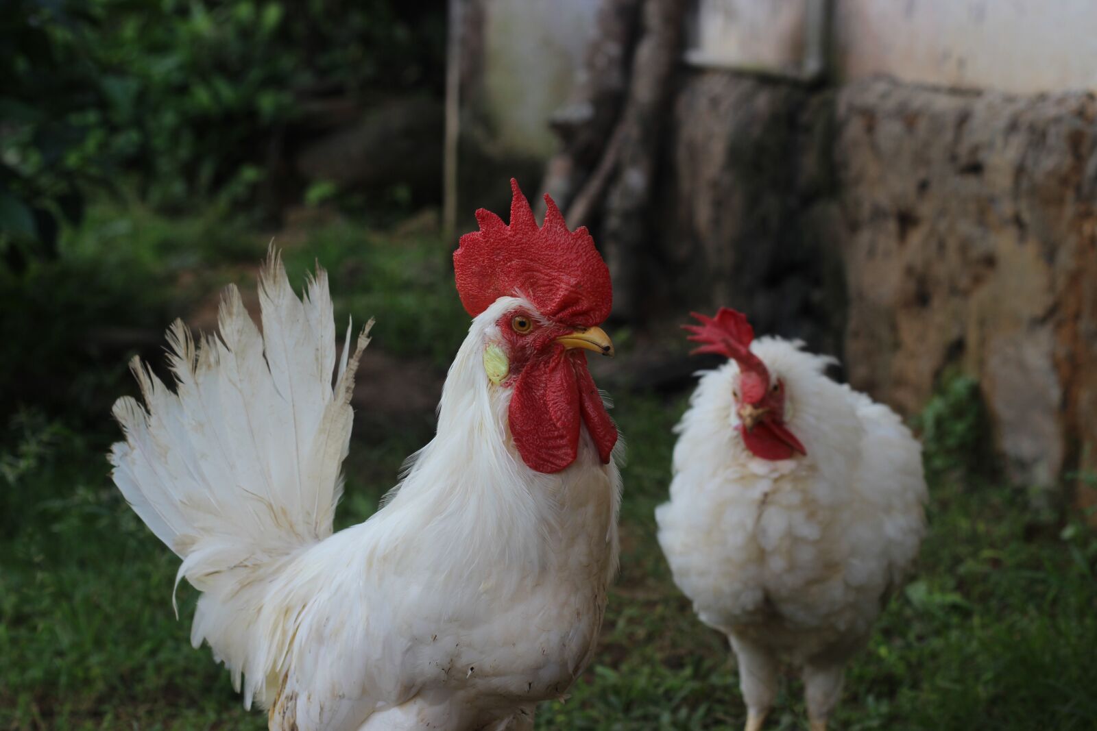 Canon EOS 600D (Rebel EOS T3i / EOS Kiss X5) + Canon EF 50mm F1.8 II sample photo. Chicken, hen, bird photography