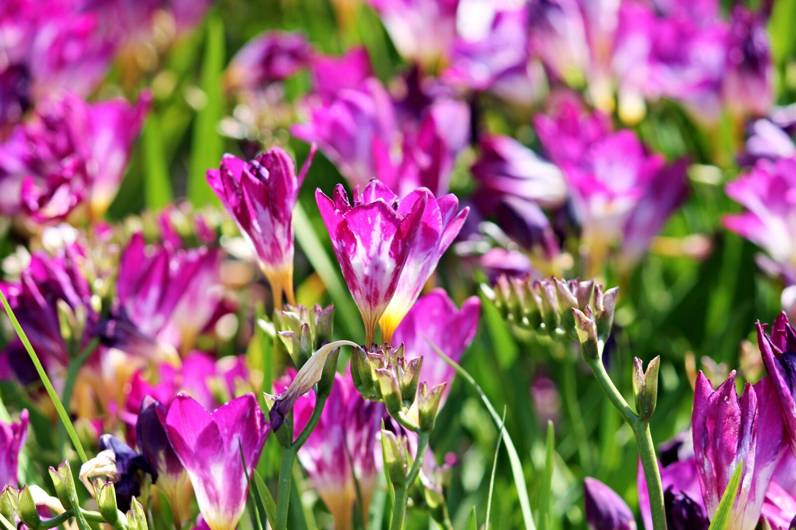 Canon EOS 1100D (EOS Rebel T3 / EOS Kiss X50) sample photo. Freesia, pink, blossom photography
