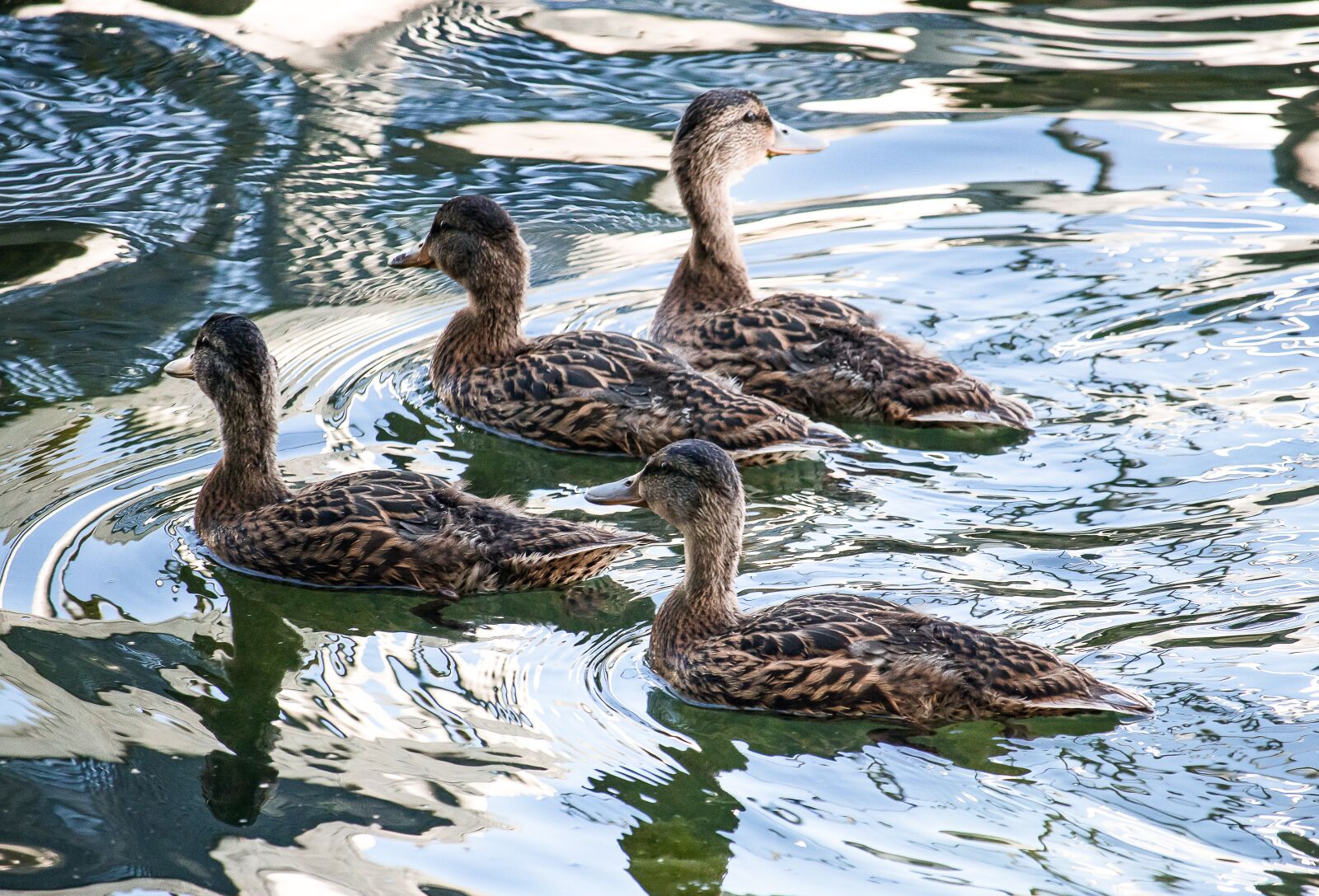 Canon EF-S 55-250mm F4-5.6 IS STM sample photo. Mallard, young animals, animal photography