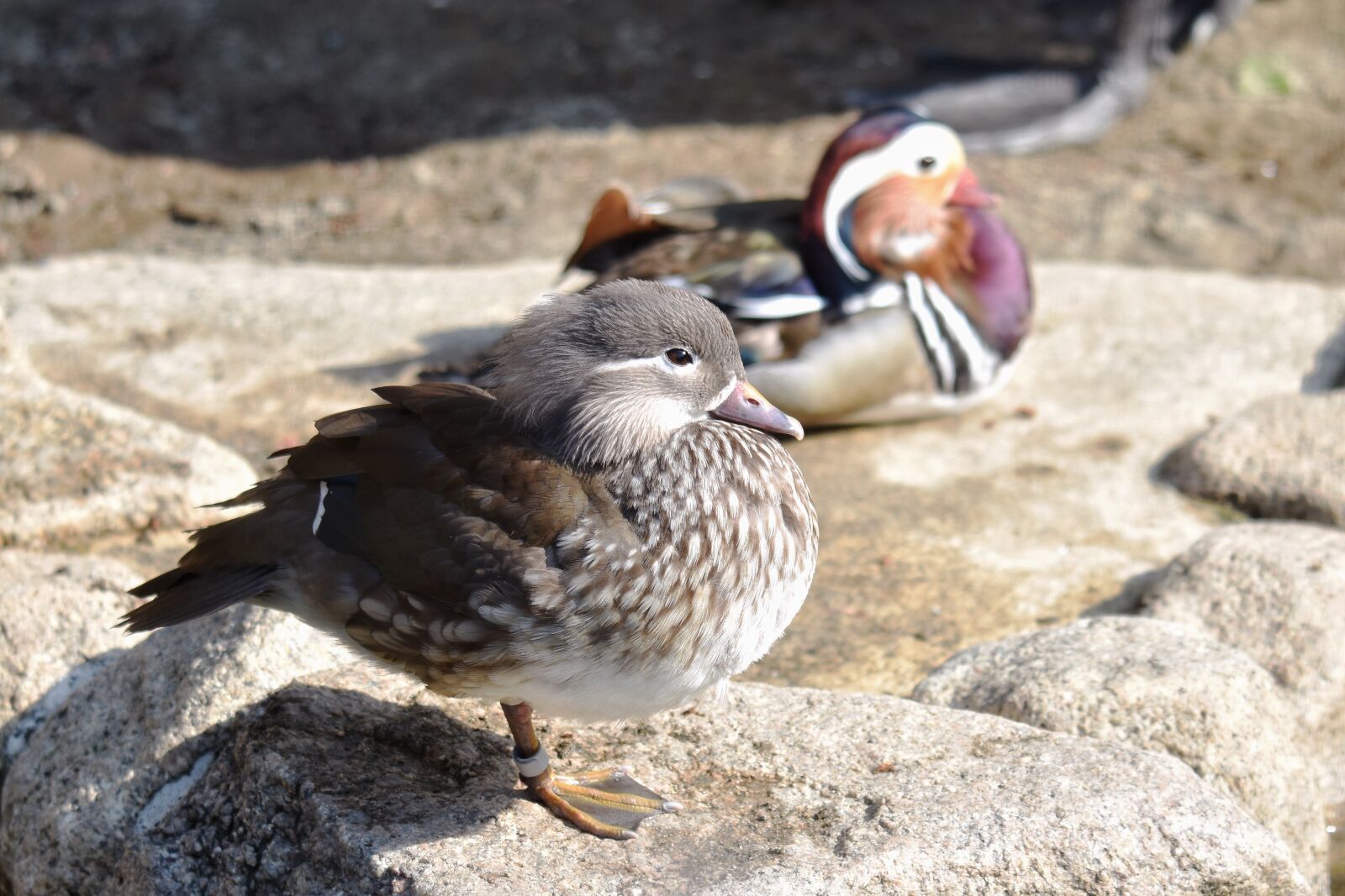 Nikon D7200 sample photo. Animal, bird, duck photography