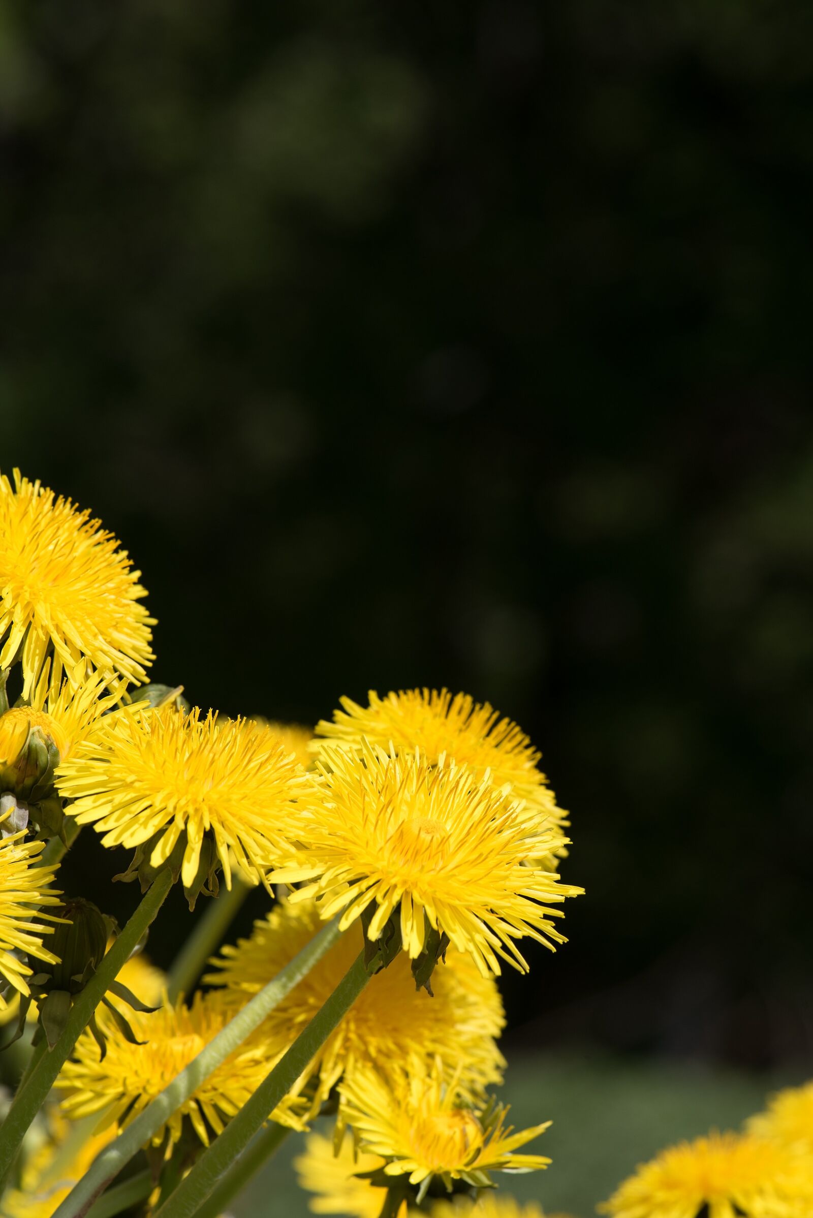 Nikon D750 sample photo. Dandelion, yellow, yellow flower photography