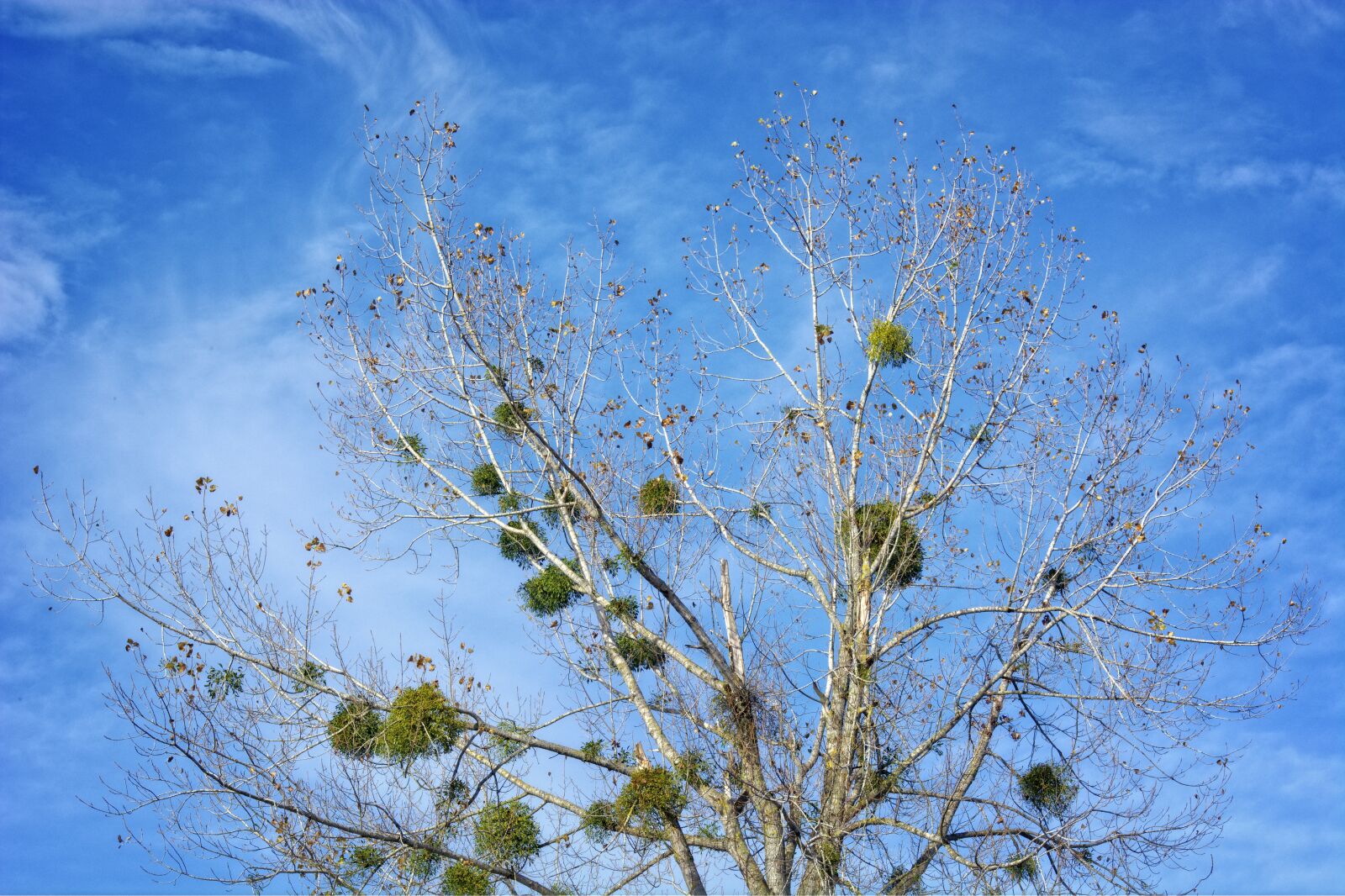 55.0-200.0mm f/4.0-f/5.6 sample photo. Mistletoe, halbschmarotzer, tree parasite photography