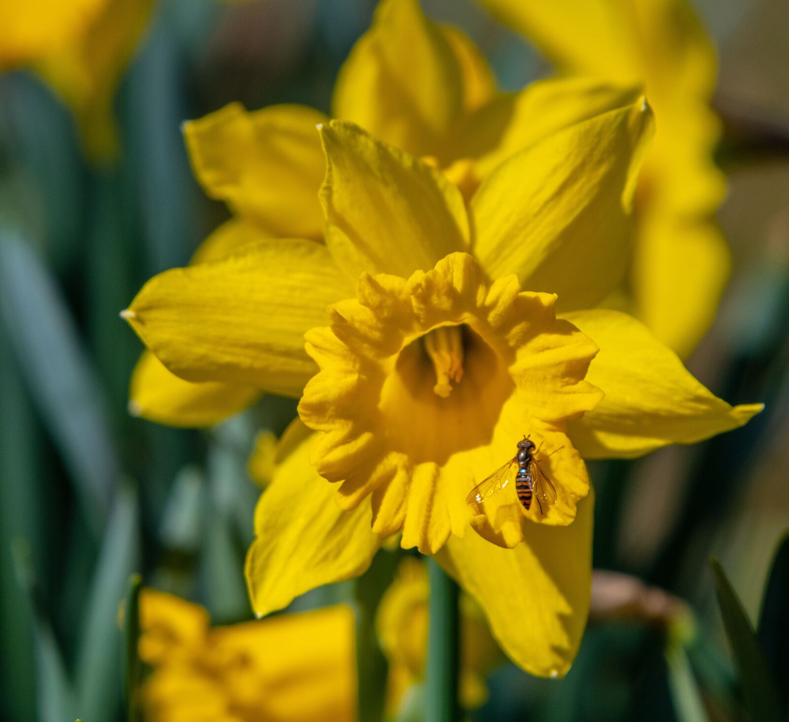 Nikon D7500 sample photo. Daffodil, flower, narcissus photography