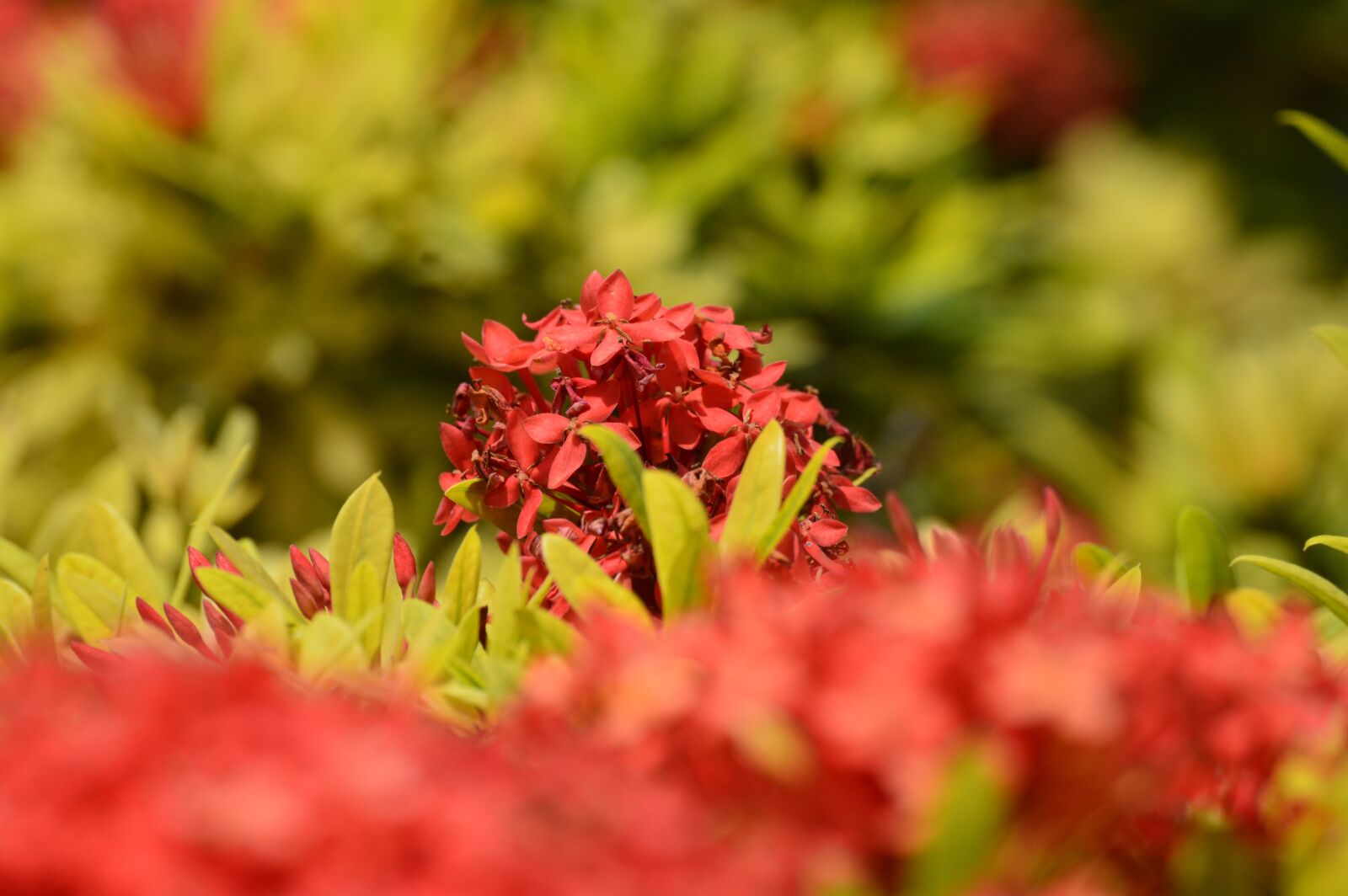Nikon D3200 sample photo. Flowers photography