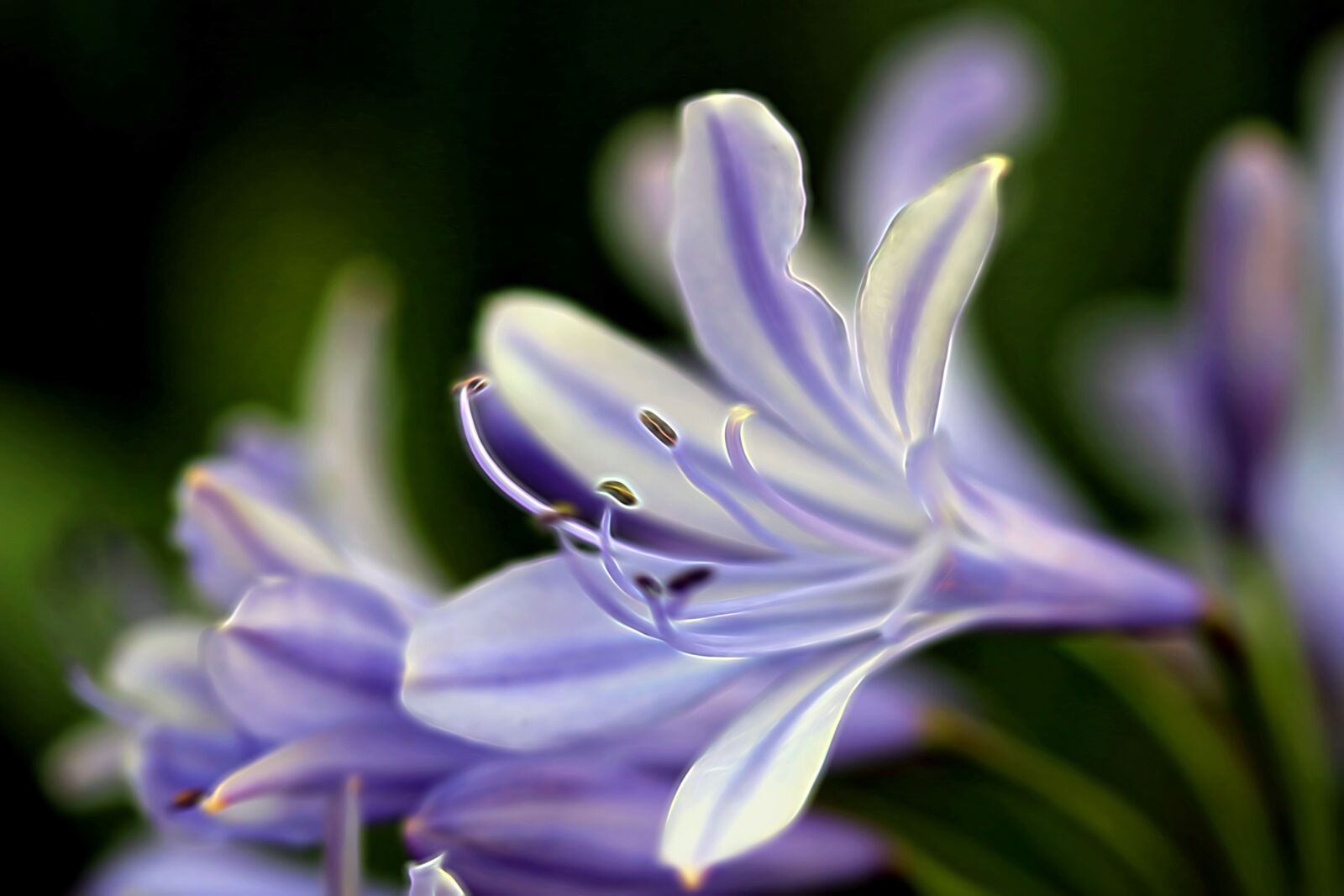 Canon EOS 100D (EOS Rebel SL1 / EOS Kiss X7) sample photo. Purple, white, glowing photography