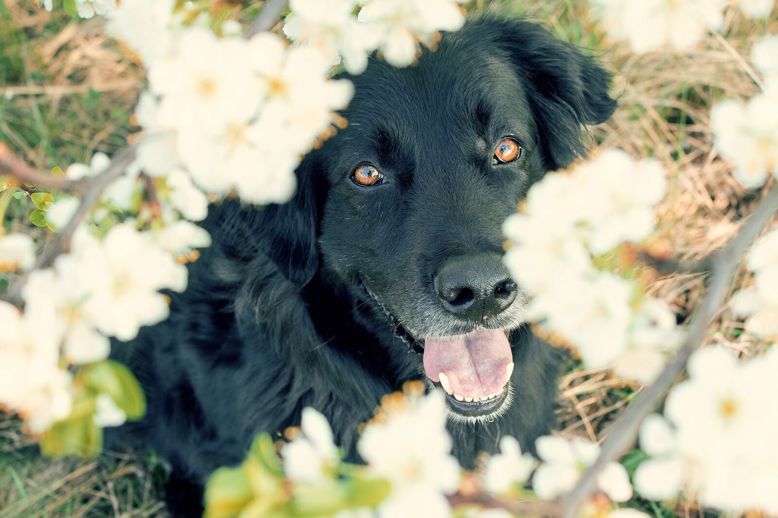 Canon EOS 7D Mark II + Canon EF-S 18-55mm F3.5-5.6 IS sample photo. Dog, blossom, bloom photography