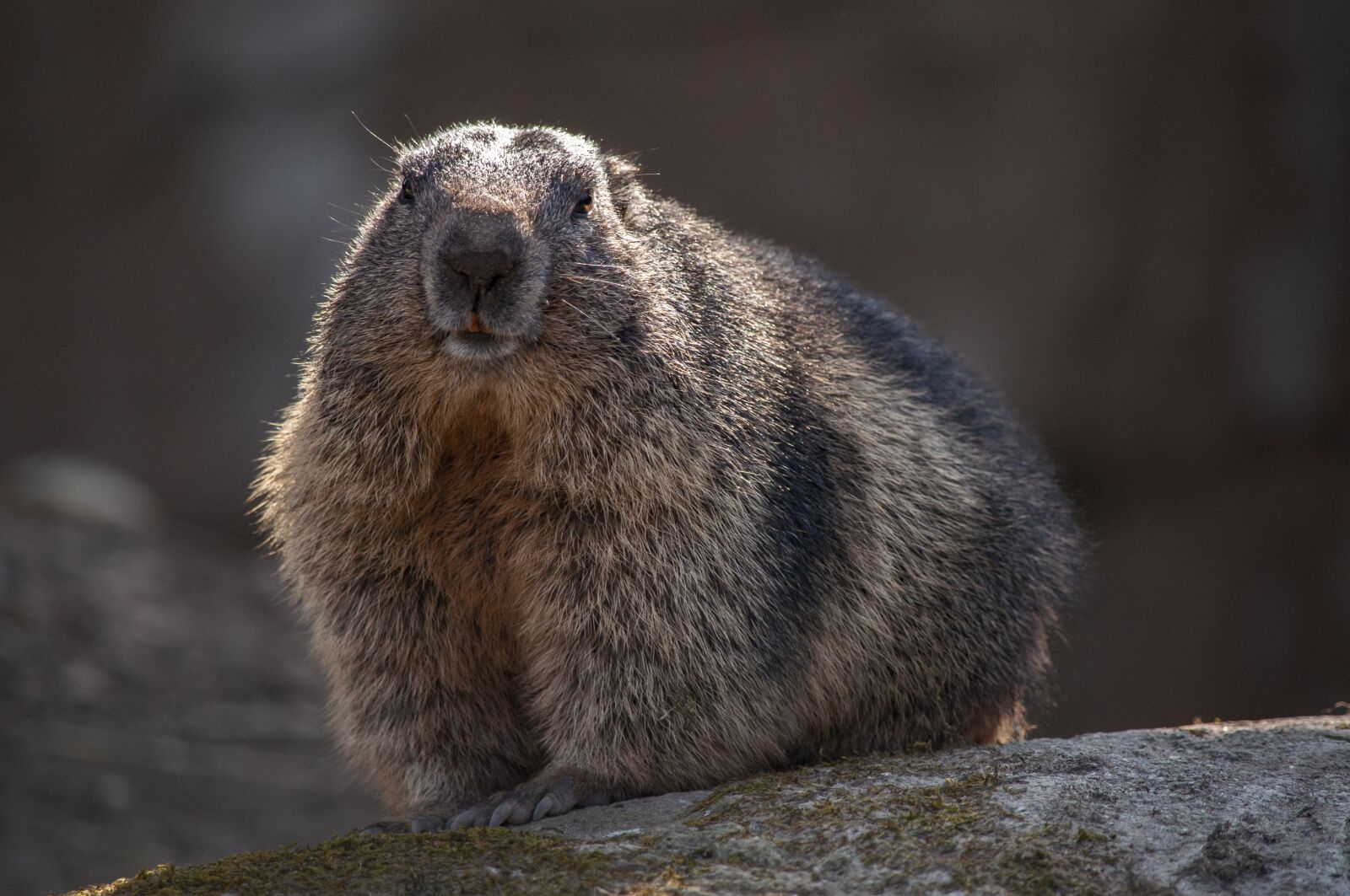 Nikon D5000 sample photo. Marmot, the rodent, animal photography