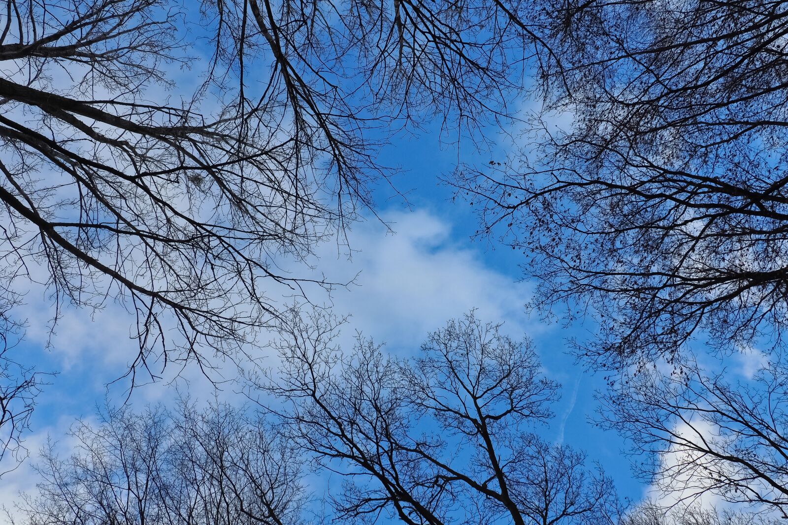 Olympus OM-D E-M10 sample photo. Sky, trees, nature photography