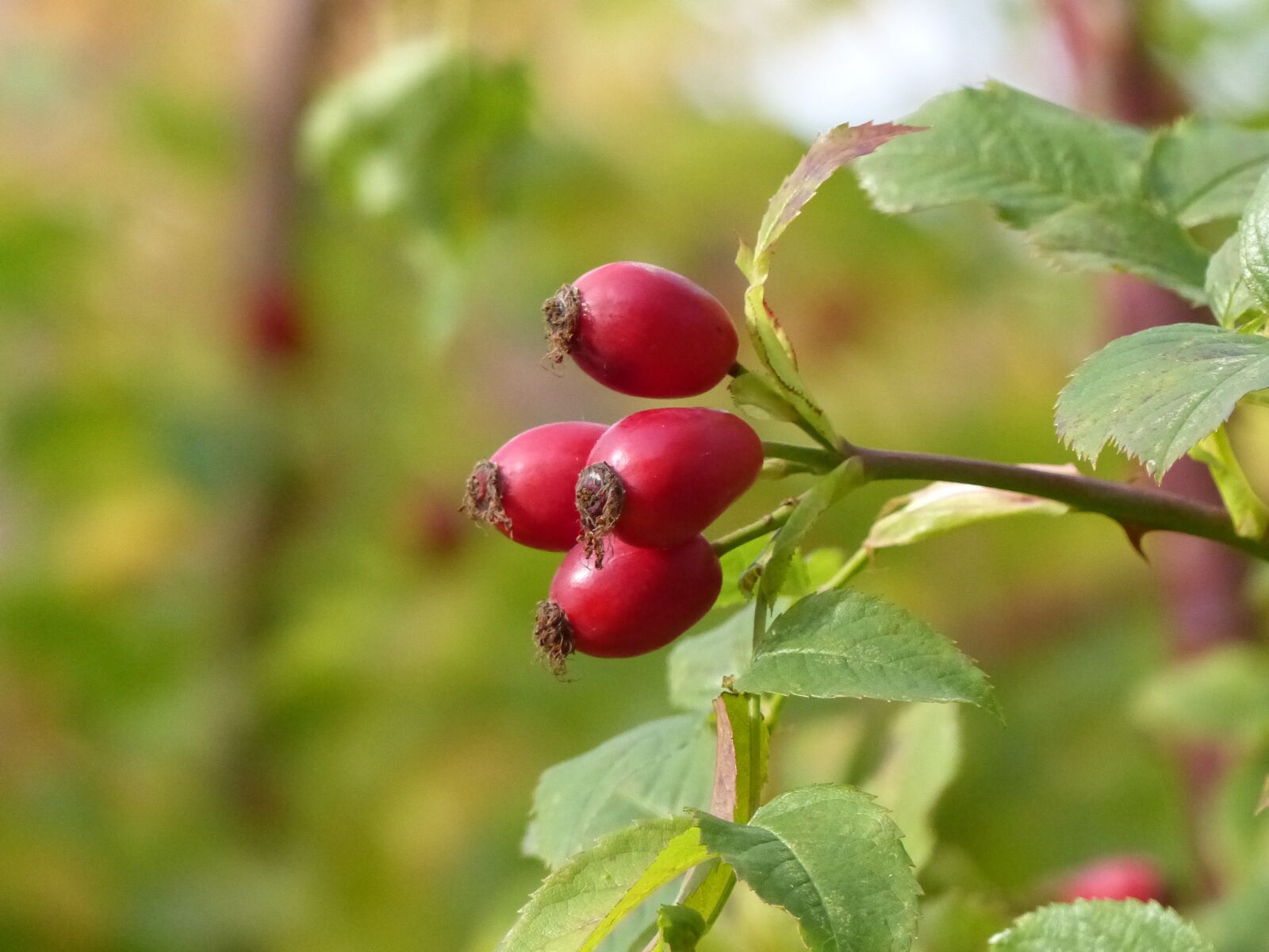 Panasonic Lumix DMC-FZ200 sample photo. Rose hips, berry, bush photography