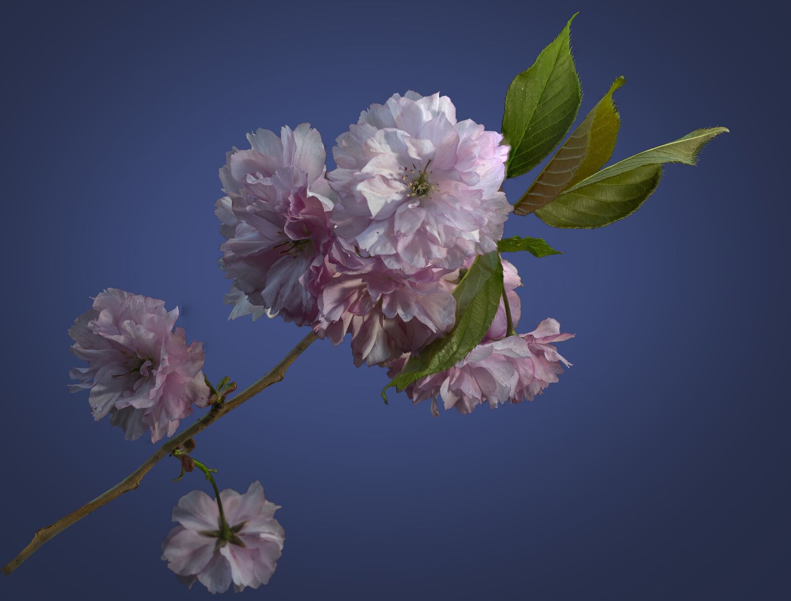 Canon EOS 6D + Canon EF 50mm F1.8 II sample photo. Ornamental cherry, blossom, bloom photography
