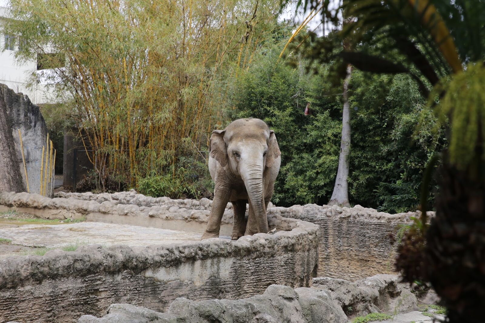 Canon EOS 6D sample photo. Elephant, zoo, animal photography