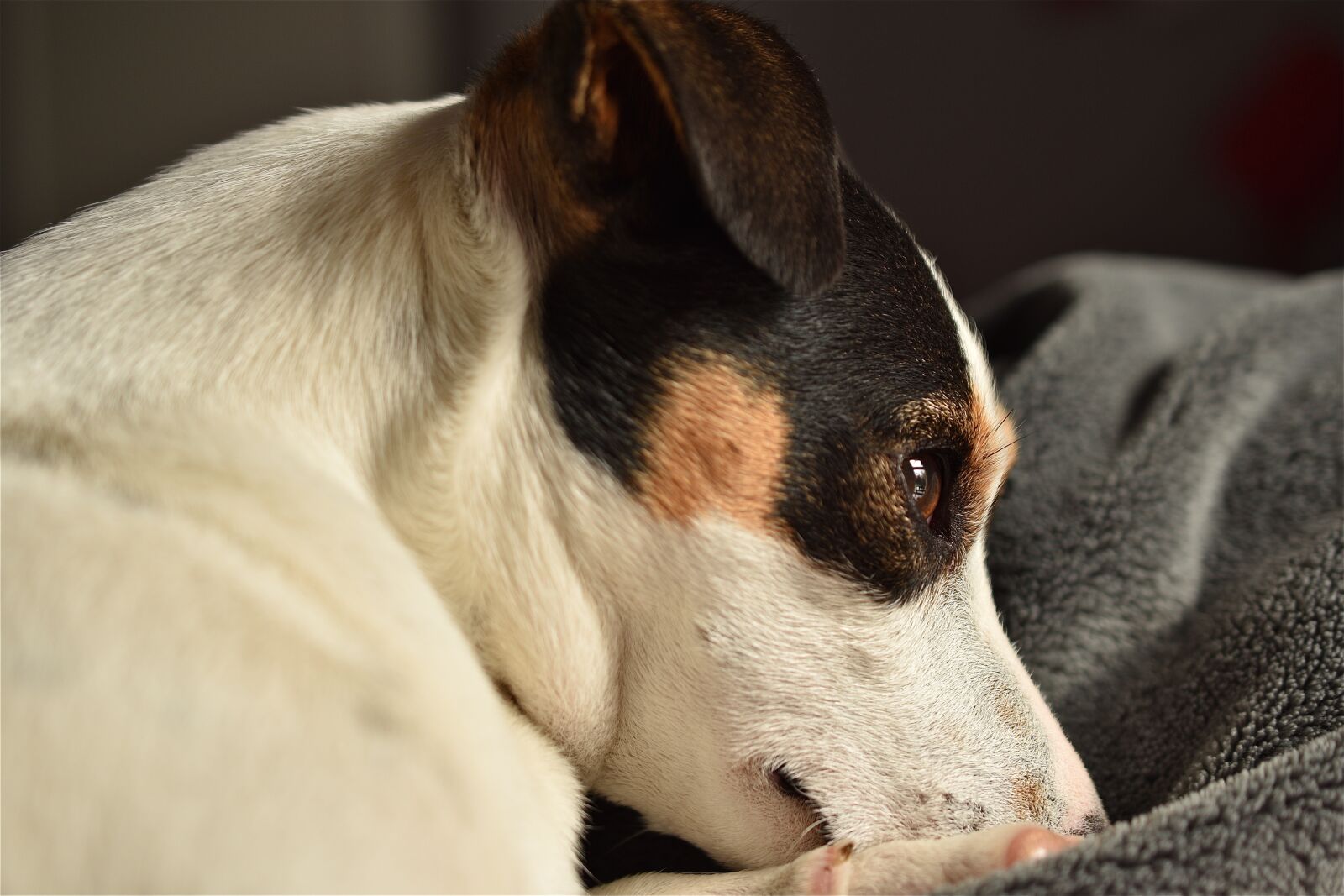 Nikon D5600 sample photo. Dog, jack russel, cute photography