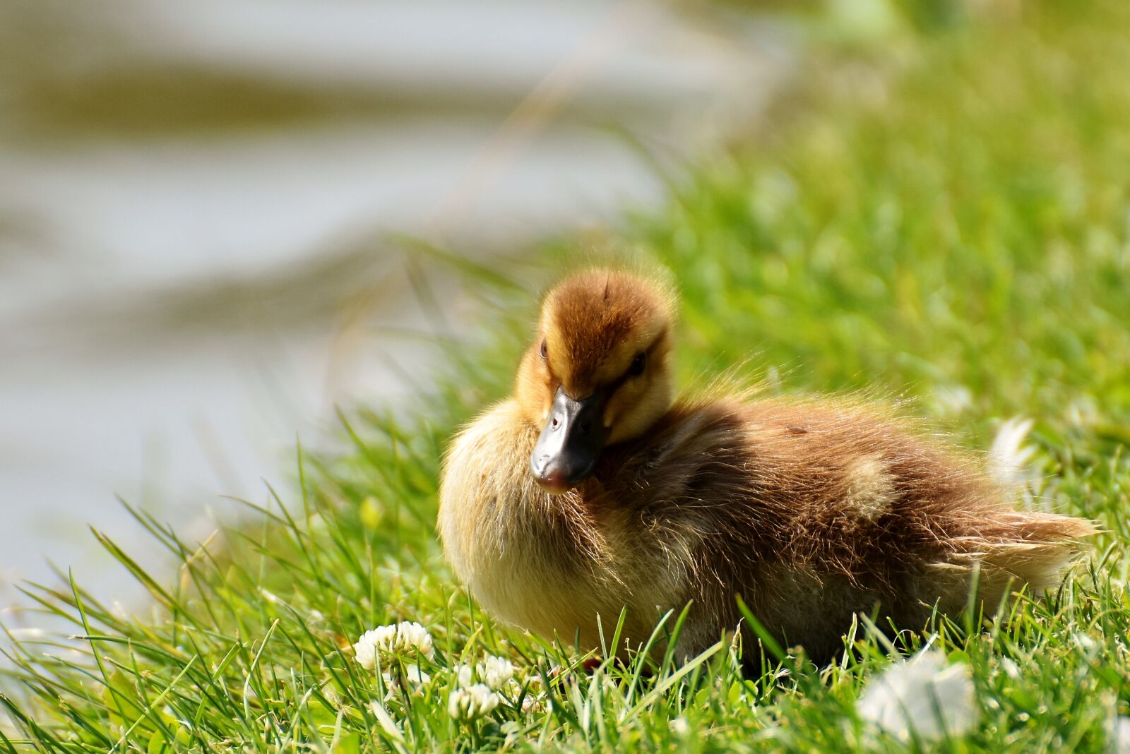 Nikon D7200 sample photo. Mallard, chicks, baby photography