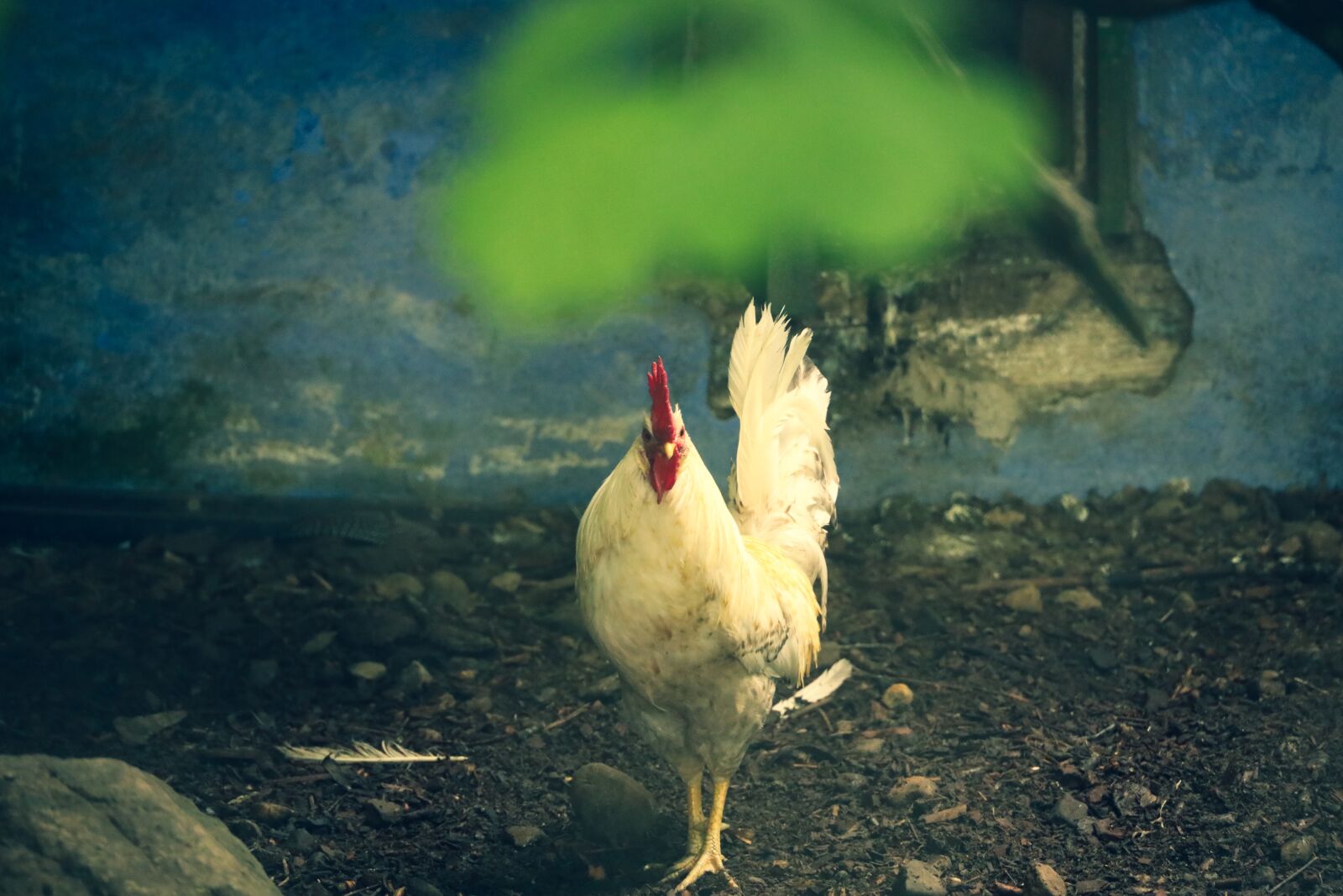 Canon RF 24-240mm F4-6.3 IS USM sample photo. Rooster, farm, chicken photography