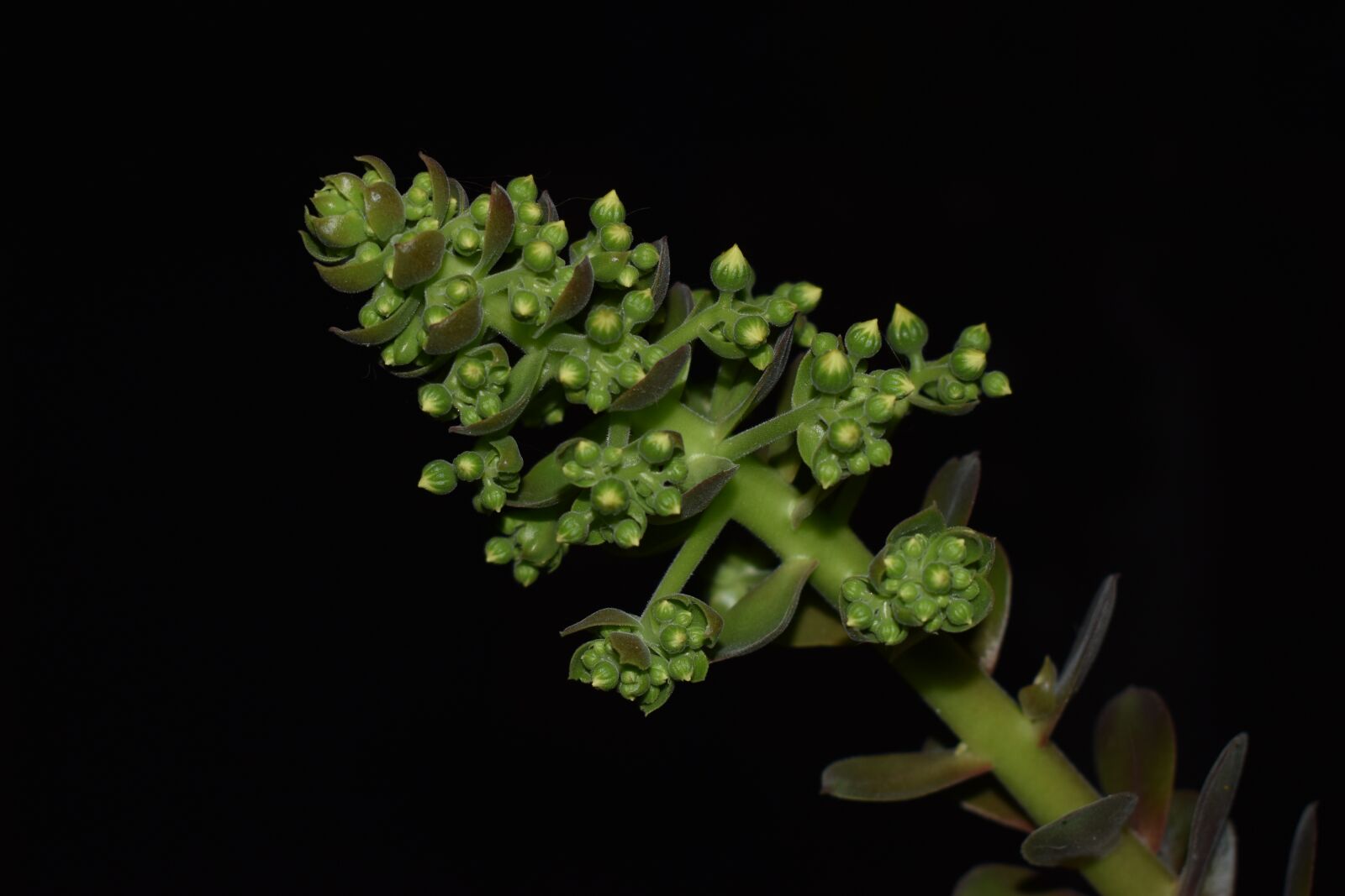 Nikon D3500 sample photo. Echeveria, plant, succulent photography