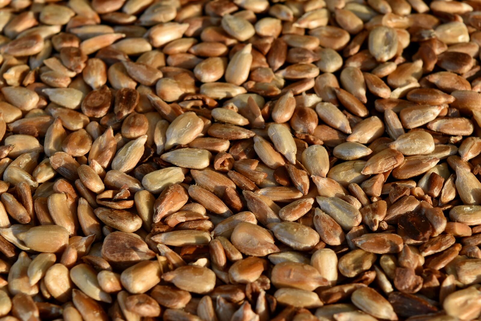 Nikon D5500 sample photo. Detail, kernel, roasting, sunflower photography