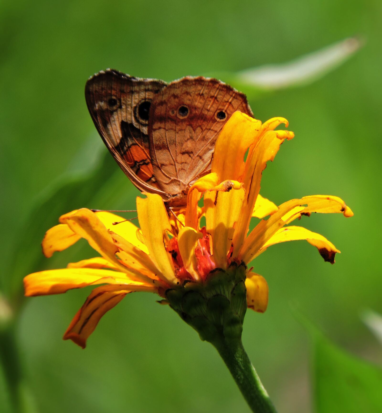 Nikon Coolpix P600 sample photo. Butterfly, nature, insect photography