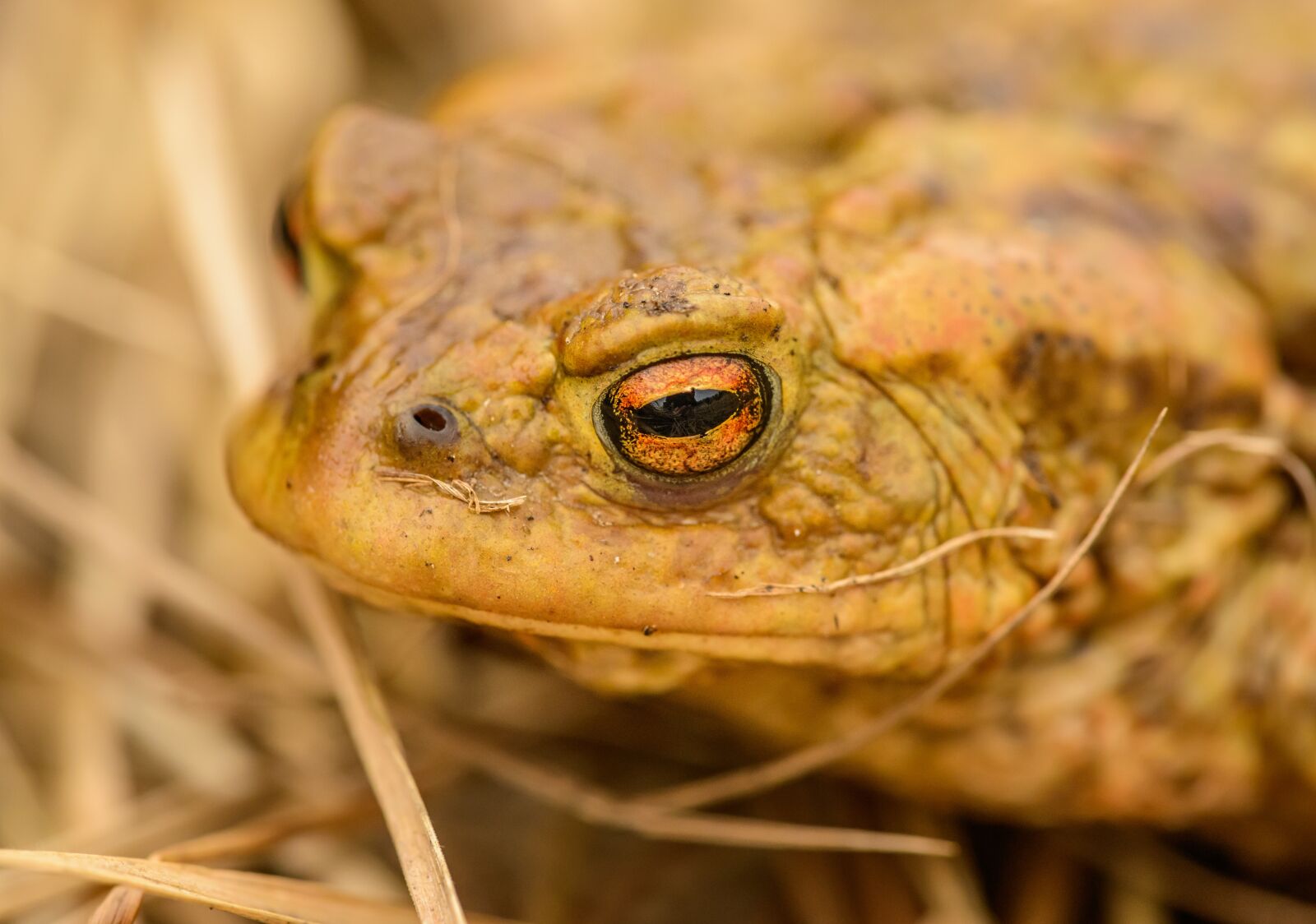 Nikon D800E sample photo. Frog, toad, portrait photography