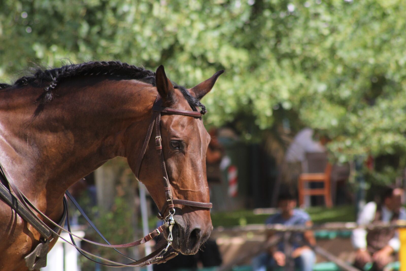 Canon EOS 1200D (EOS Rebel T5 / EOS Kiss X70 / EOS Hi) sample photo. Horse, horse head, horse photography