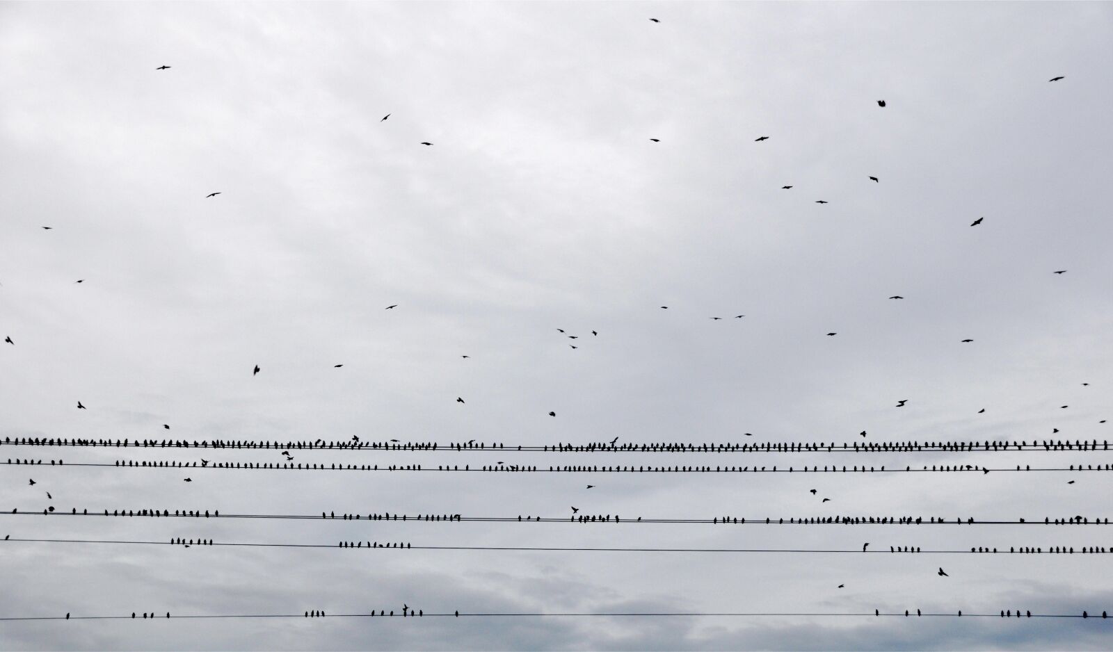 Nikon D90 sample photo. Birds, sky, swarm photography