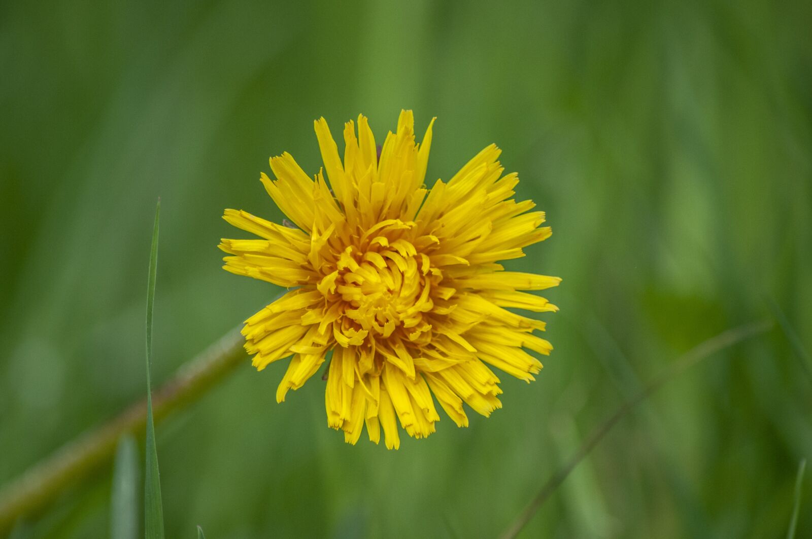 Nikon D5000 sample photo. Flower, dandelion, plant photography