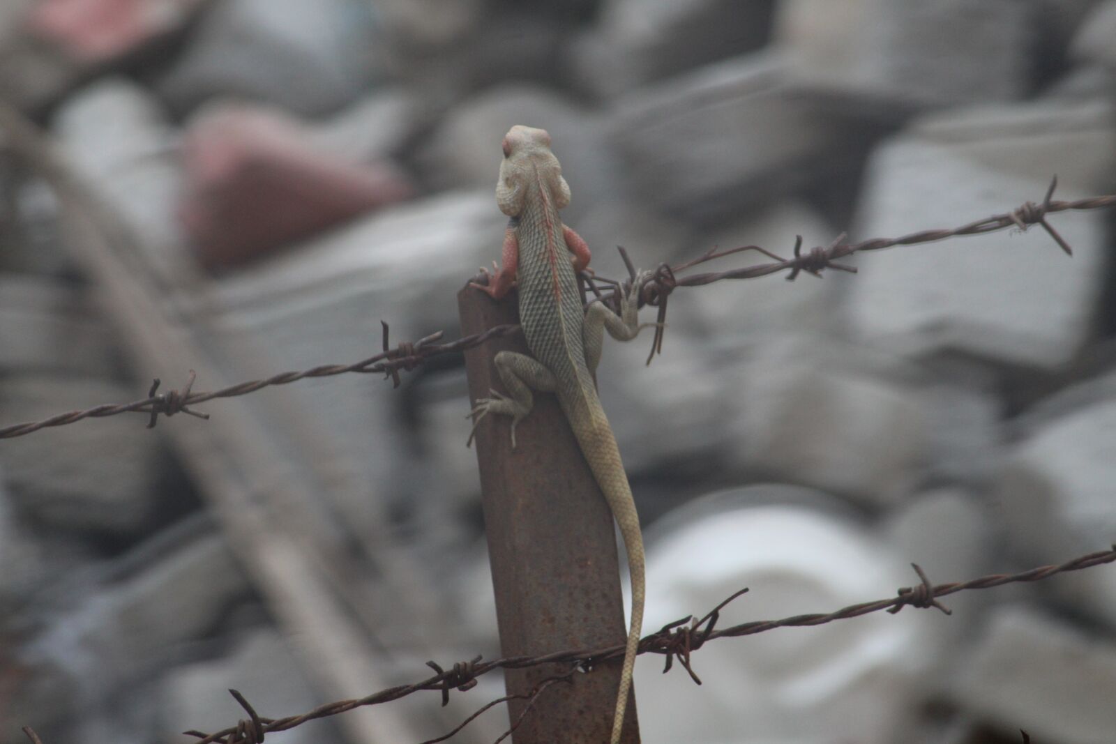 Canon EOS 1300D (EOS Rebel T6 / EOS Kiss X80) sample photo. Lizard, indian garden lizard photography