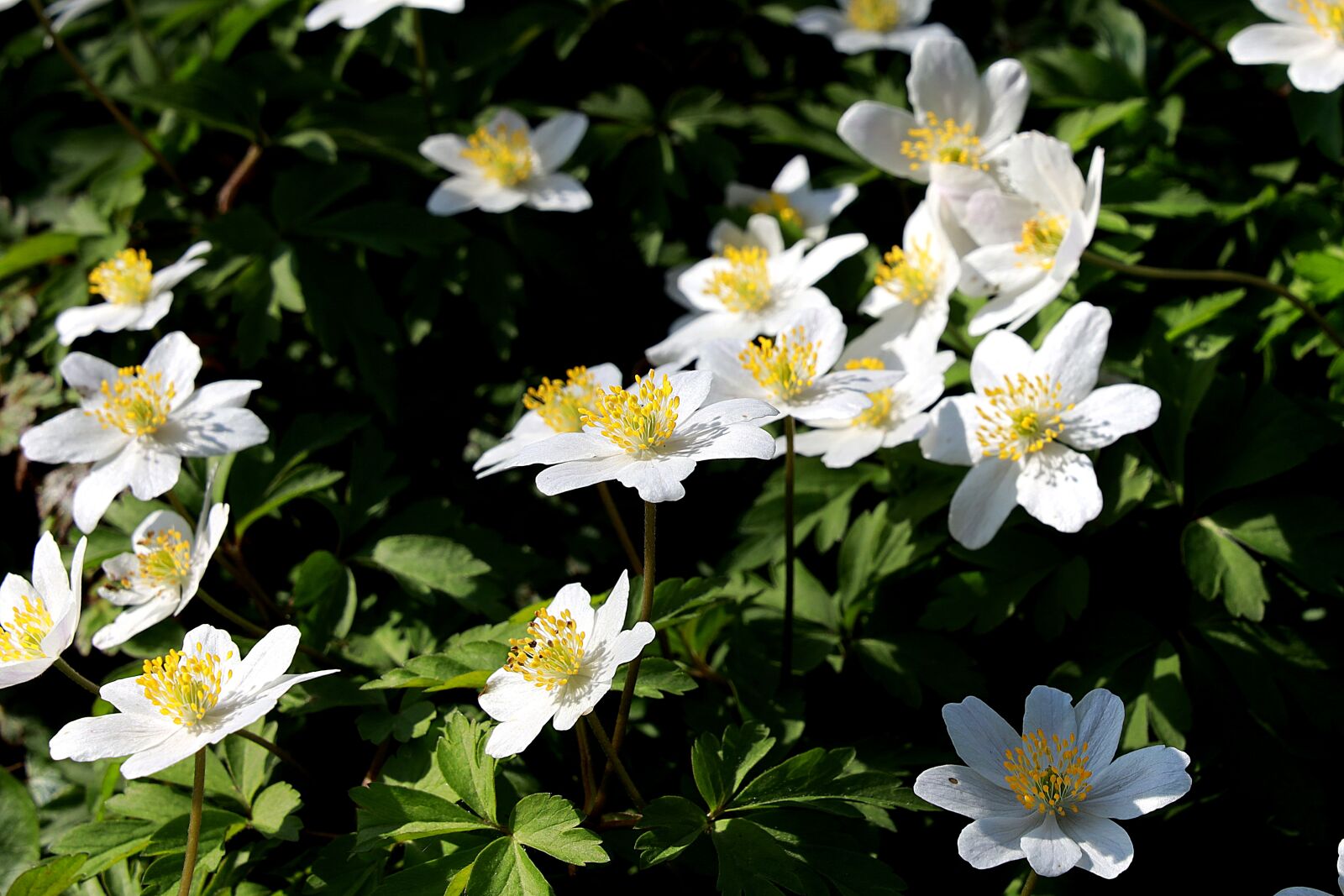 Canon RF 24-105mm F4L IS USM sample photo. Wood anemone, spring, flower photography