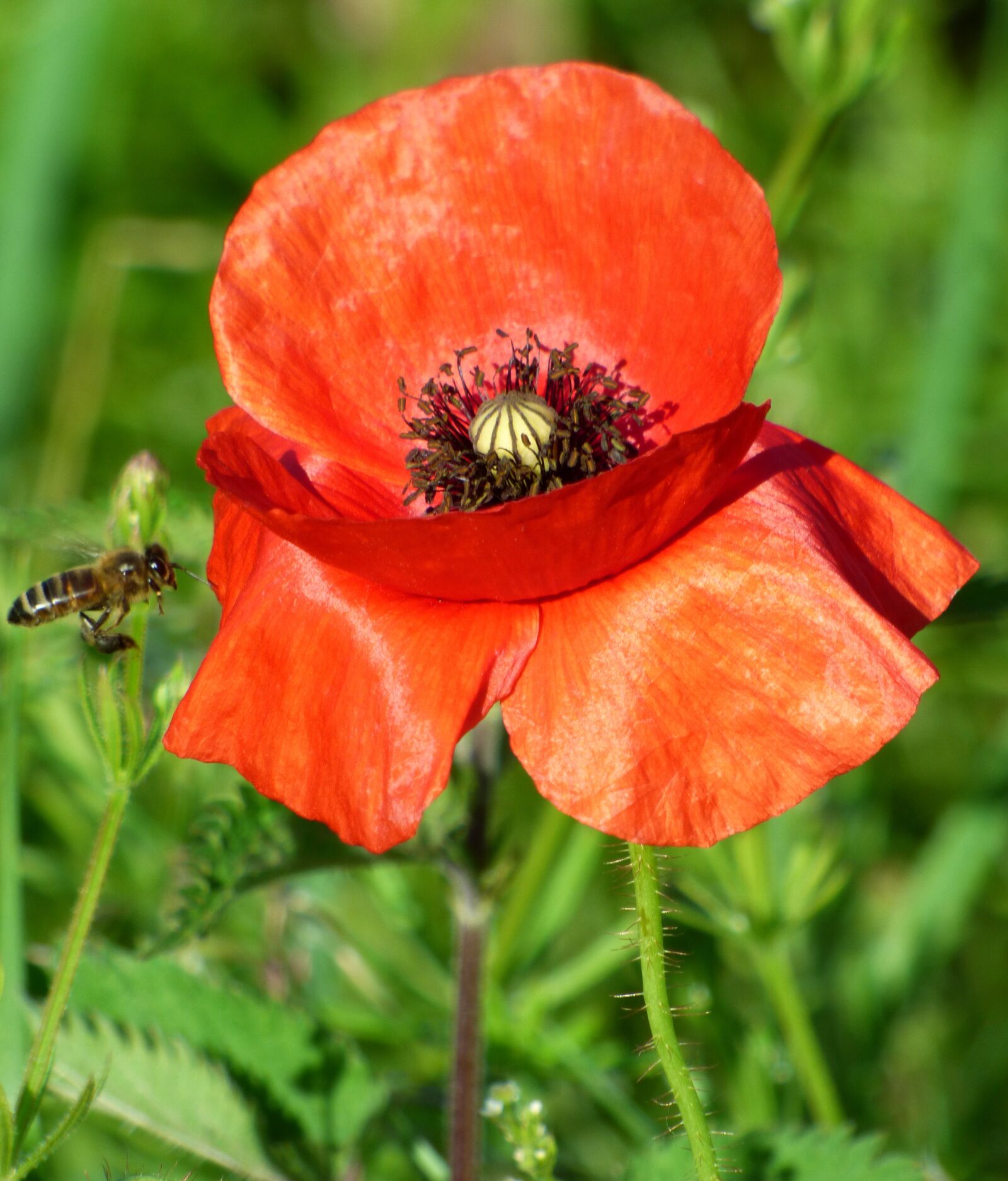 Panasonic DMC-FZ72 sample photo. Flower, poppy, nature photography