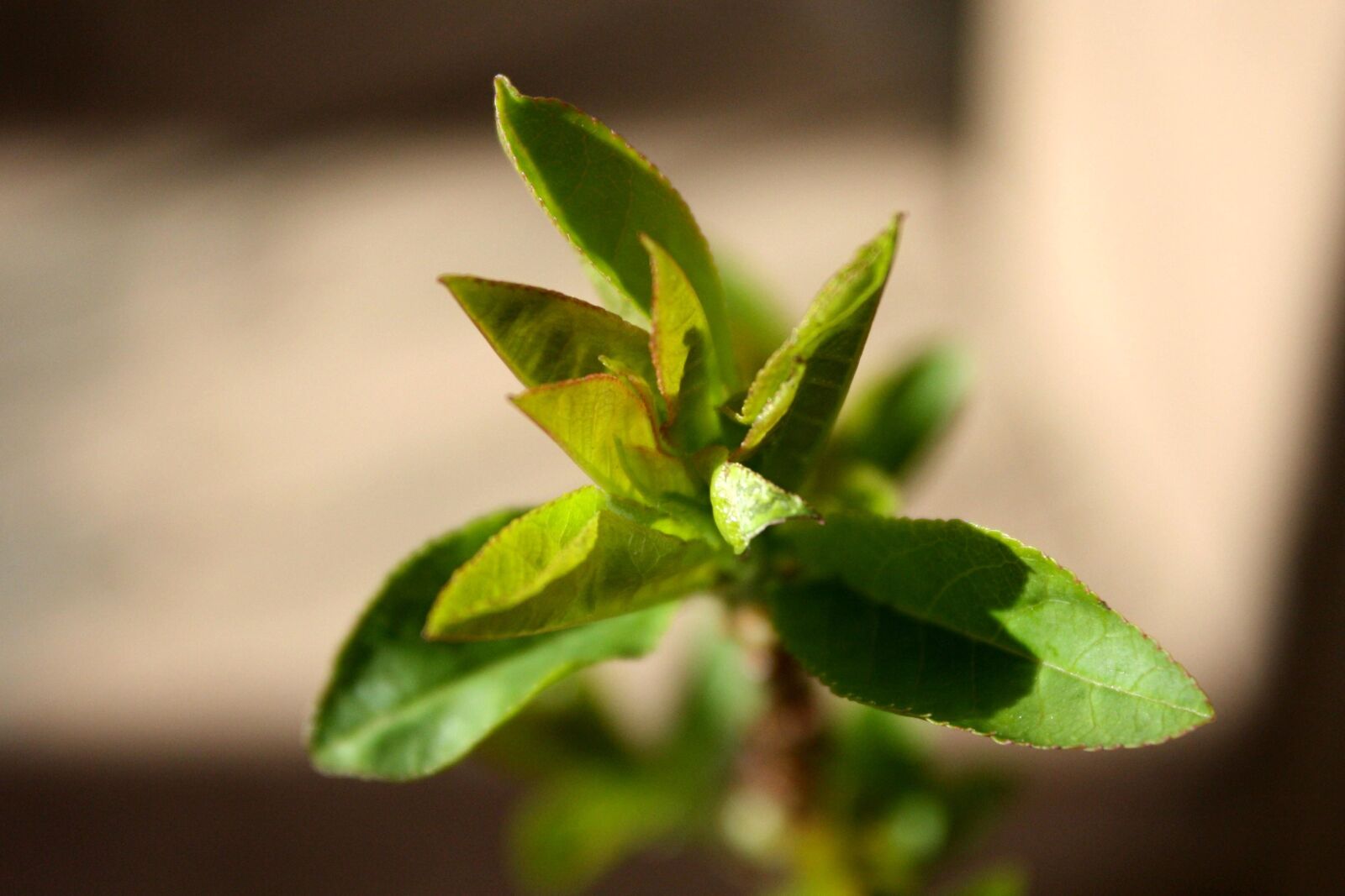f/3.5-5.6 IS sample photo. Spring, green leaves, vegetation photography
