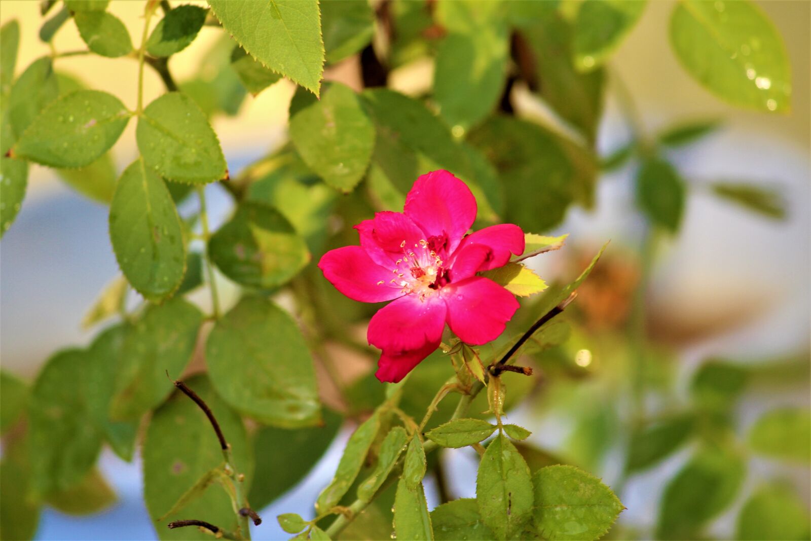 Canon EOS 1200D (EOS Rebel T5 / EOS Kiss X70 / EOS Hi) sample photo. Rose, flower, plant photography
