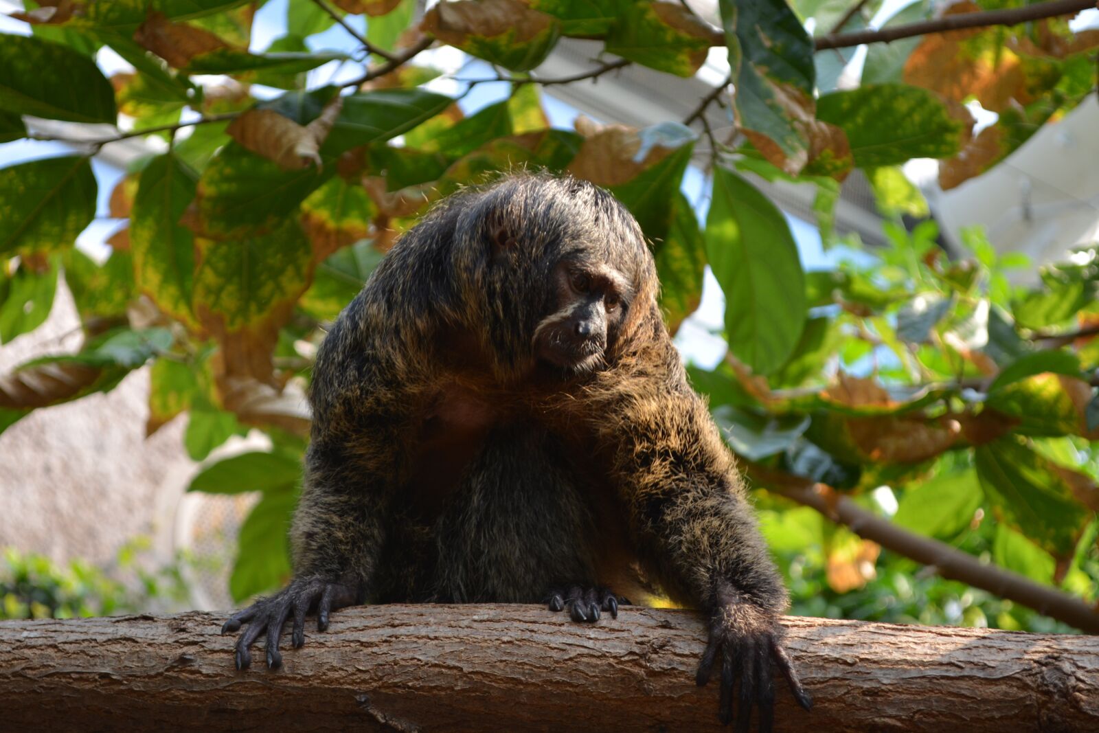 Nikon D5200 sample photo. Monkey, nature, funny photography
