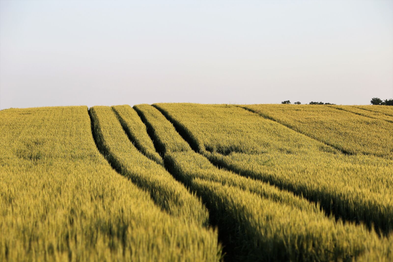 Canon EF 70-300 F4-5.6 IS II USM sample photo. Agriculture, wheat field, plant photography
