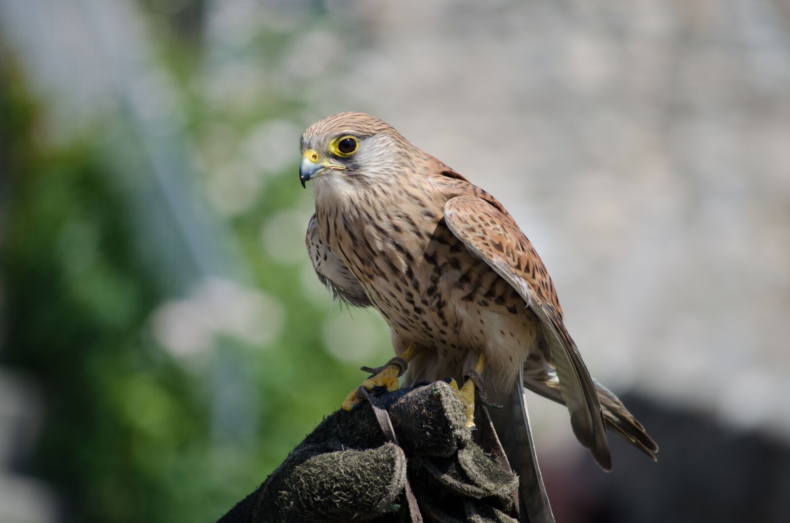 Nikon D5100 sample photo. Raptor, zoo, falconry photography
