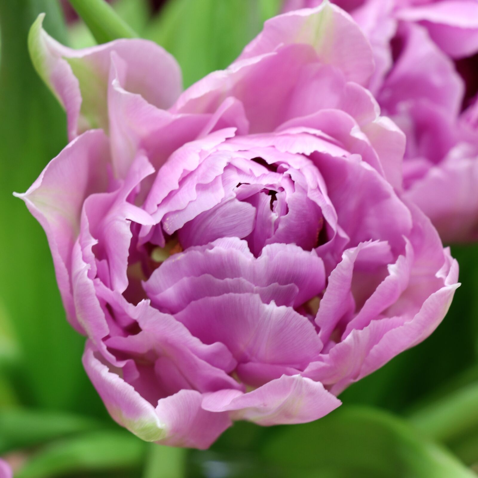 Canon EOS 77D (EOS 9000D / EOS 770D) sample photo. Tulip, lilac, spring photography