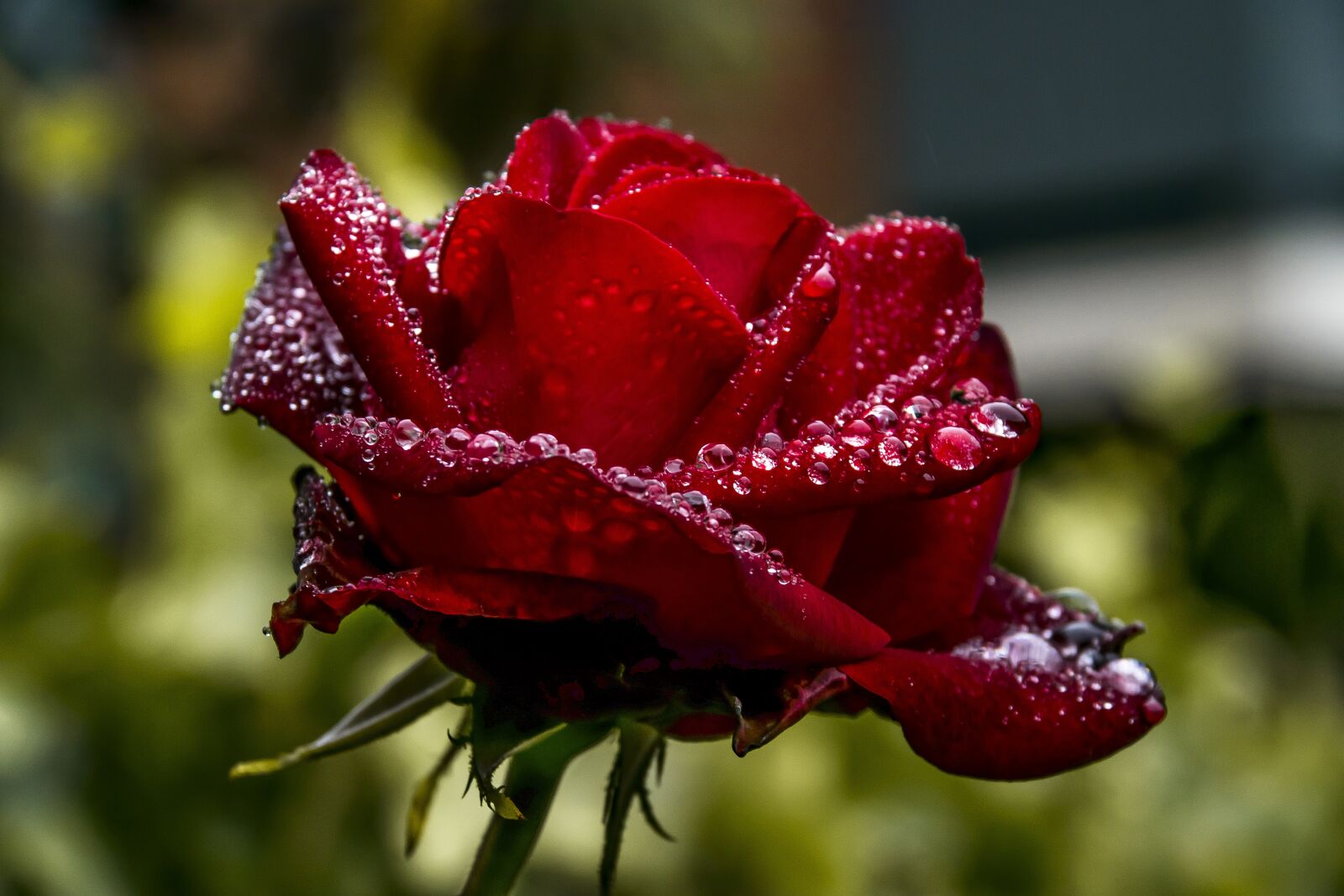 Nikon D3300 sample photo. Nature, flower, outdoors photography