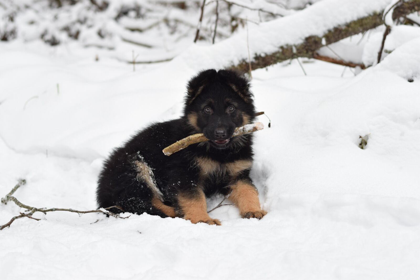 Nikon D3300 sample photo. Puppy, dog, german shepherd photography