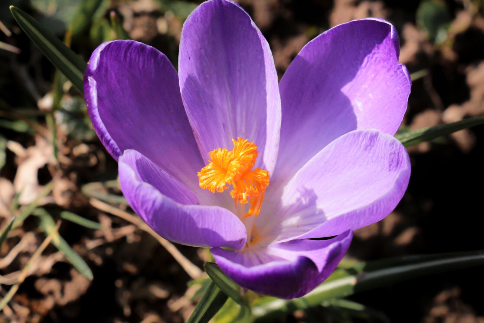 Canon EOS 700D (EOS Rebel T5i / EOS Kiss X7i) sample photo. Nature, flower, plant photography