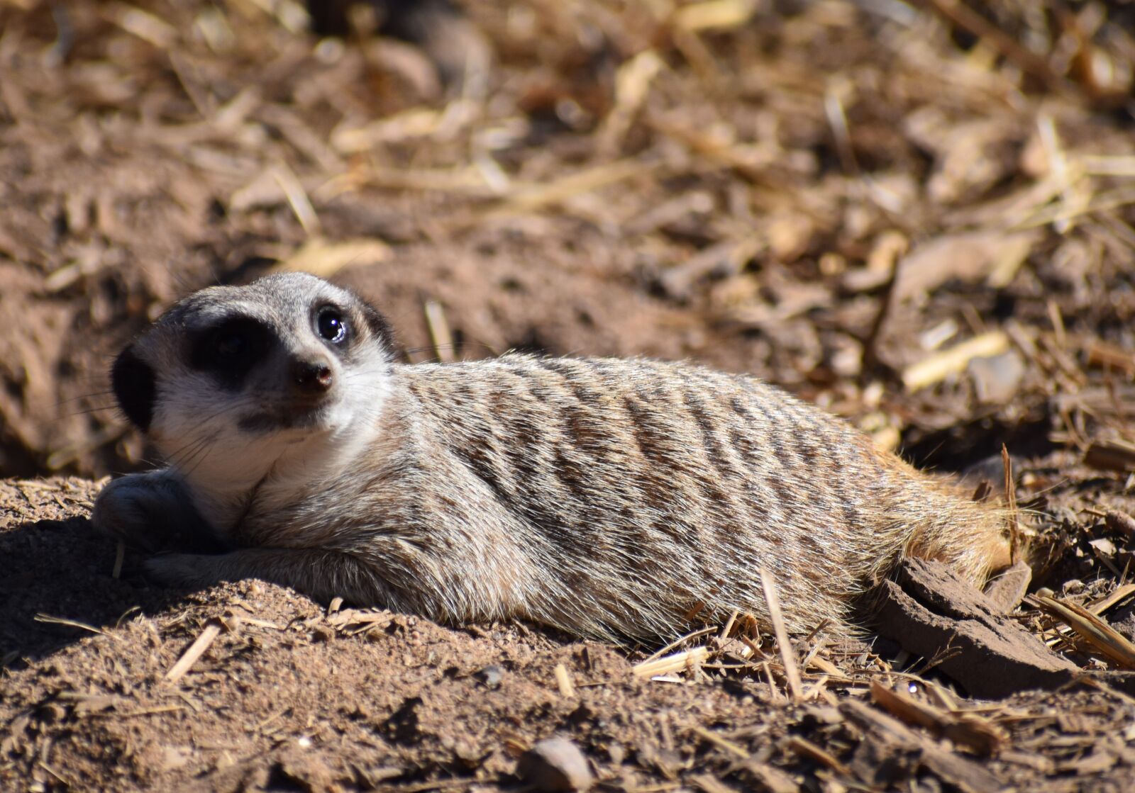 Nikon D5500 sample photo. Wildlife, nature, animal photography