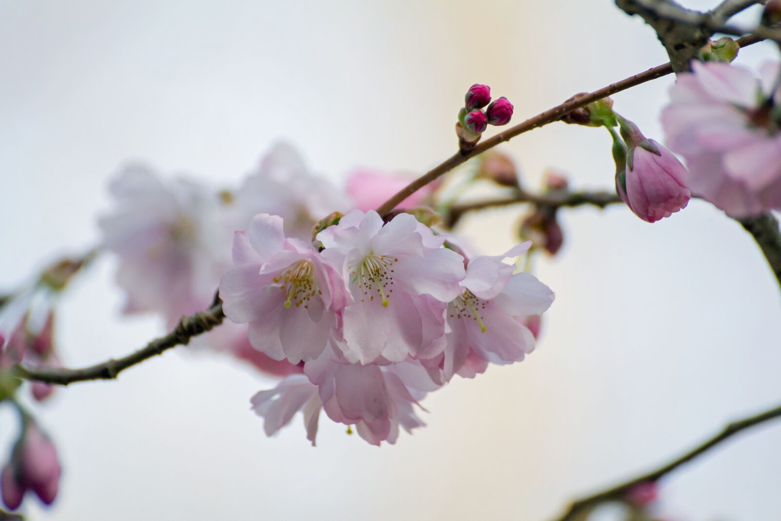 Canon EOS 60D sample photo. Blossom, tree, spring photography