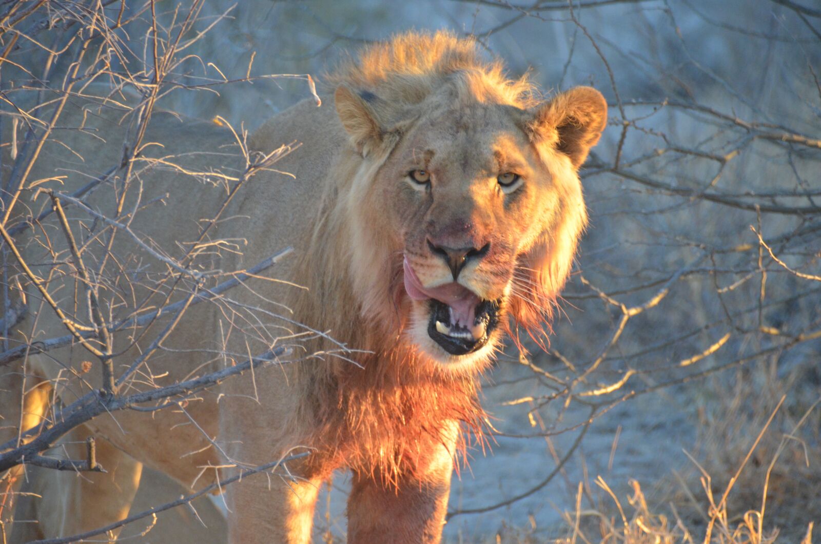 Nikon D5100 sample photo. Lion, africa, wildlife photography